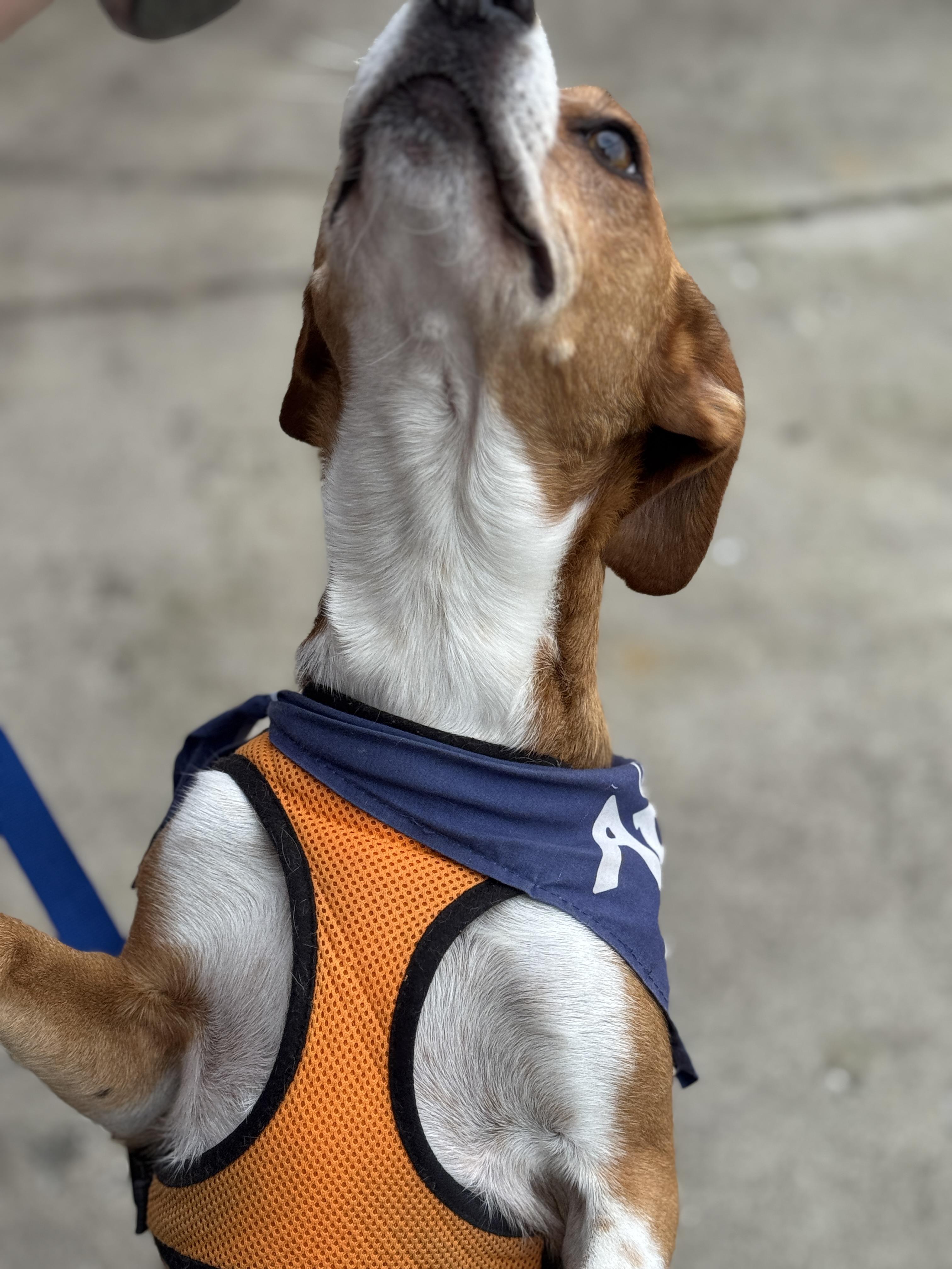 Enlarge Echo, a Adoptable mixed breed in Knoxville, TN image 1/6