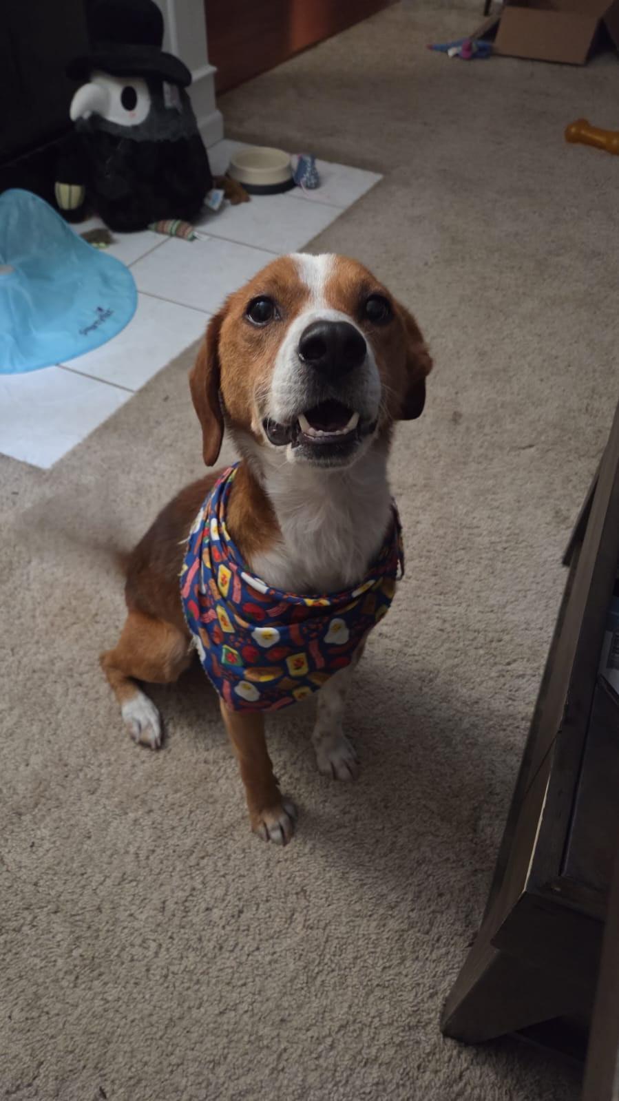 Enlarge Echo, a Adoptable mixed breed in Knoxville, TN image 3/6