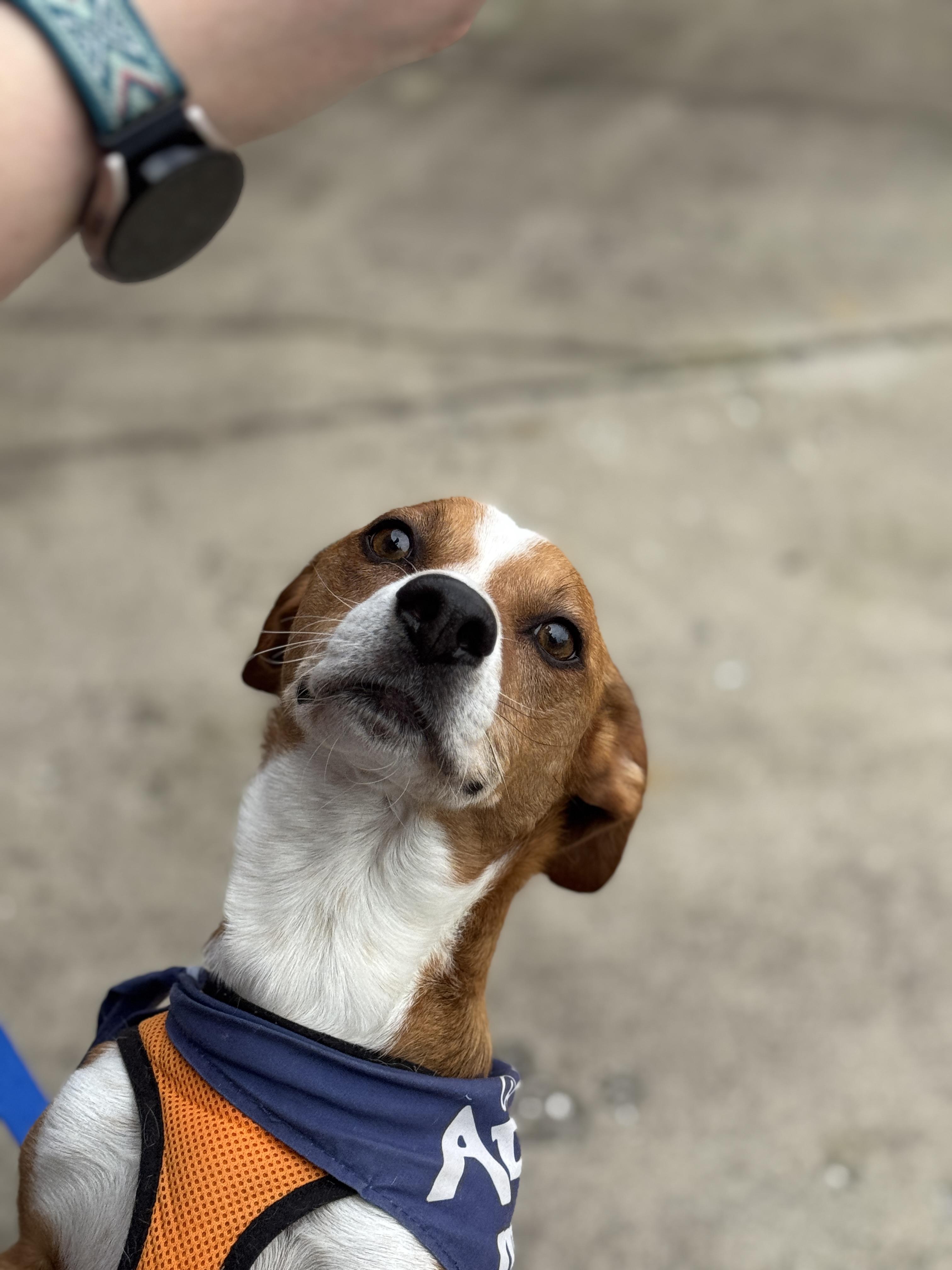 Enlarge Echo, a Adoptable mixed breed in Knoxville, TN image 5/6