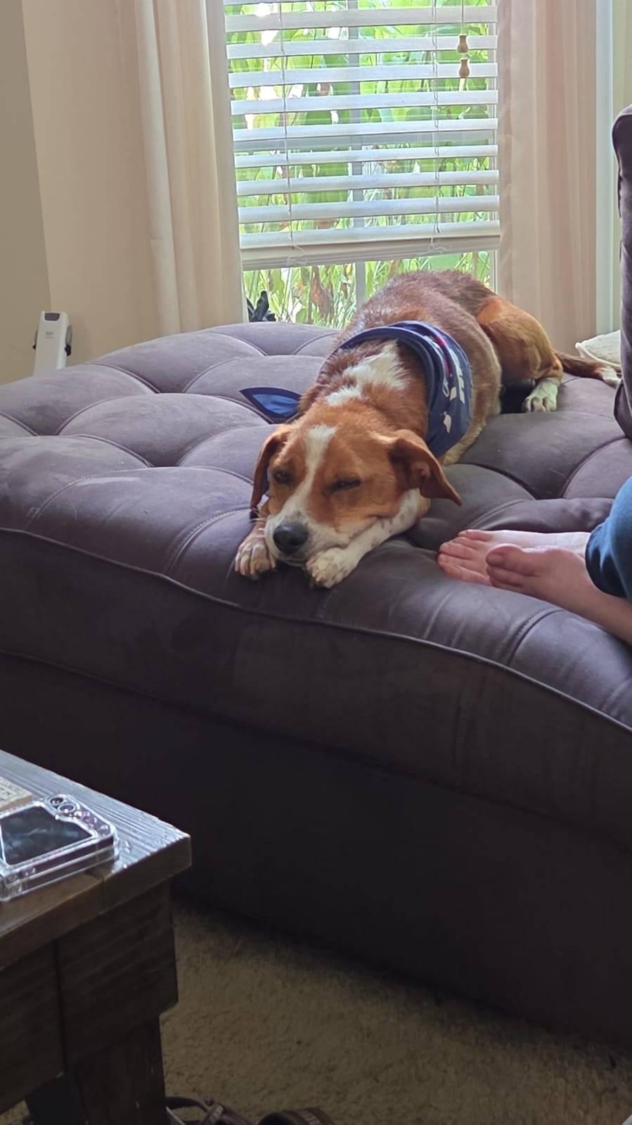 Enlarge Echo, a Adoptable mixed breed in Knoxville, TN image 6/6