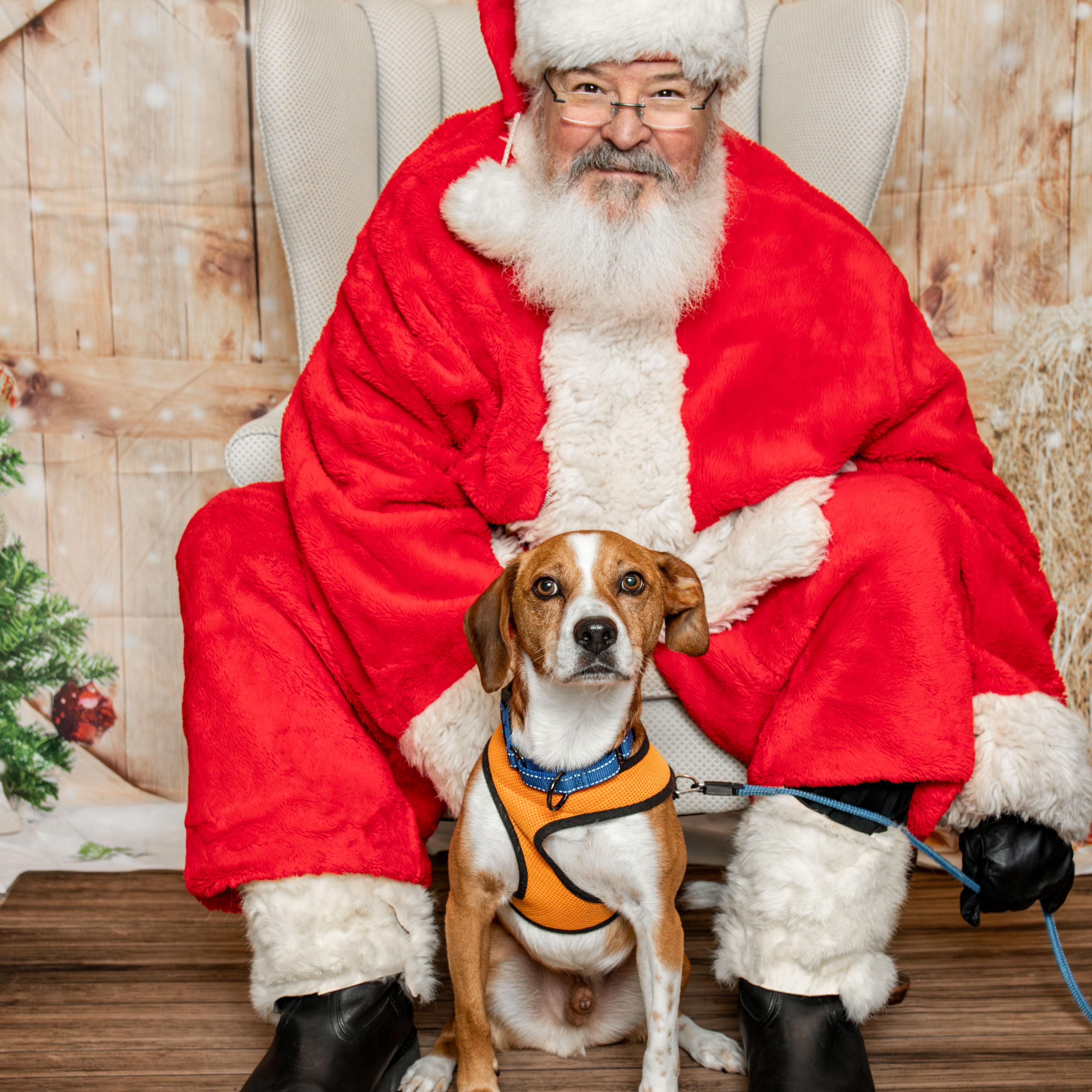 Enlarge Echo, a Adoptable mixed breed in Knoxville, TN image 4/5