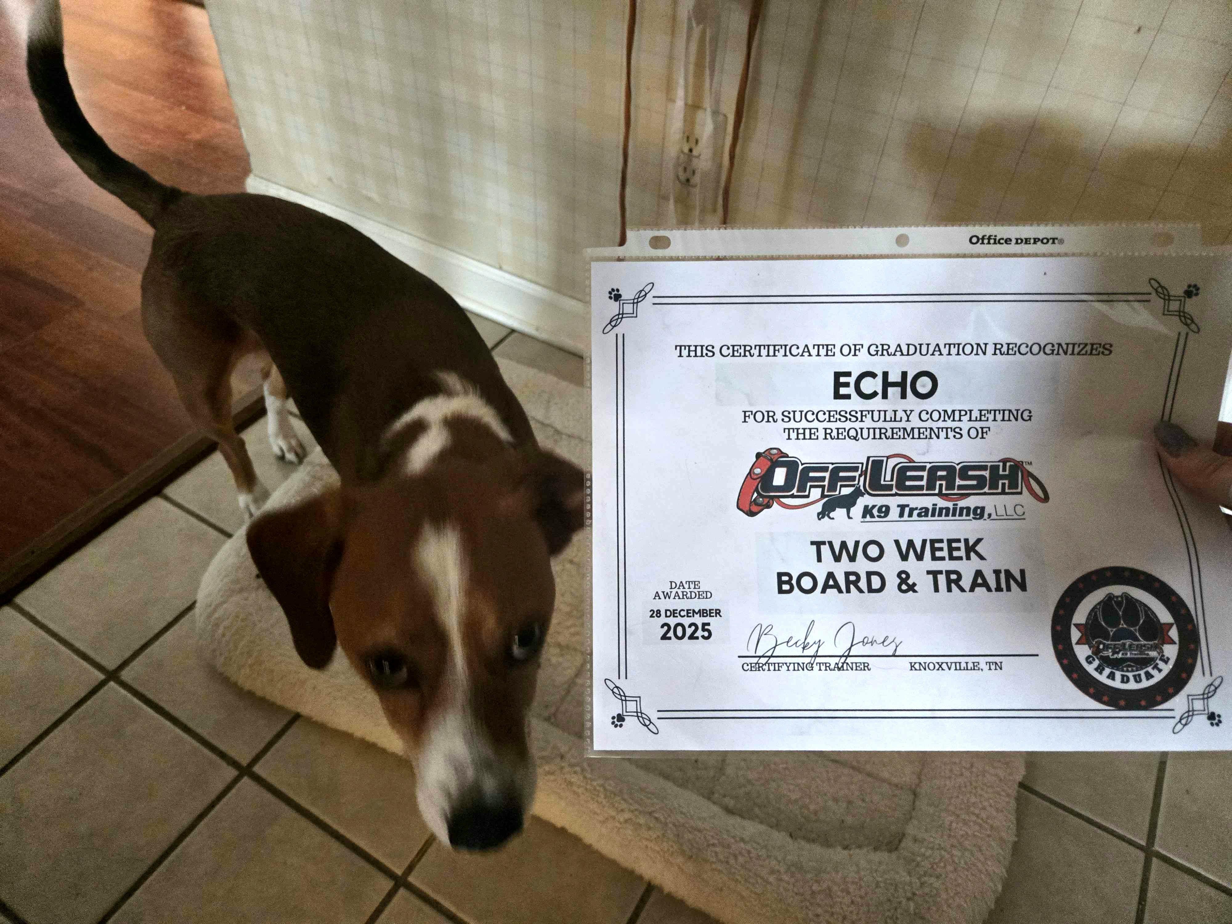 Enlarge Echo, a Adoptable mixed breed in Knoxville, TN image 2/5