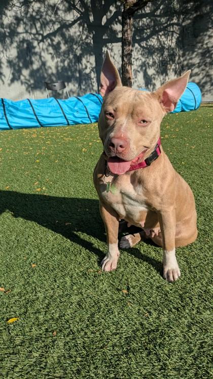 Hopscotch, Adoptable, Adult Female Pit Bull Terrier & Mixed Breed.
