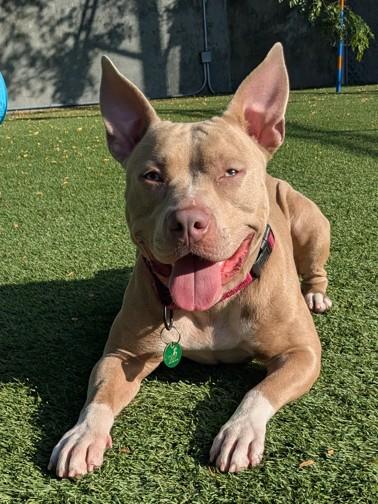 Enlarge Hopscotch, a Adoptable mixed breed in Seattle, WA image 2/3