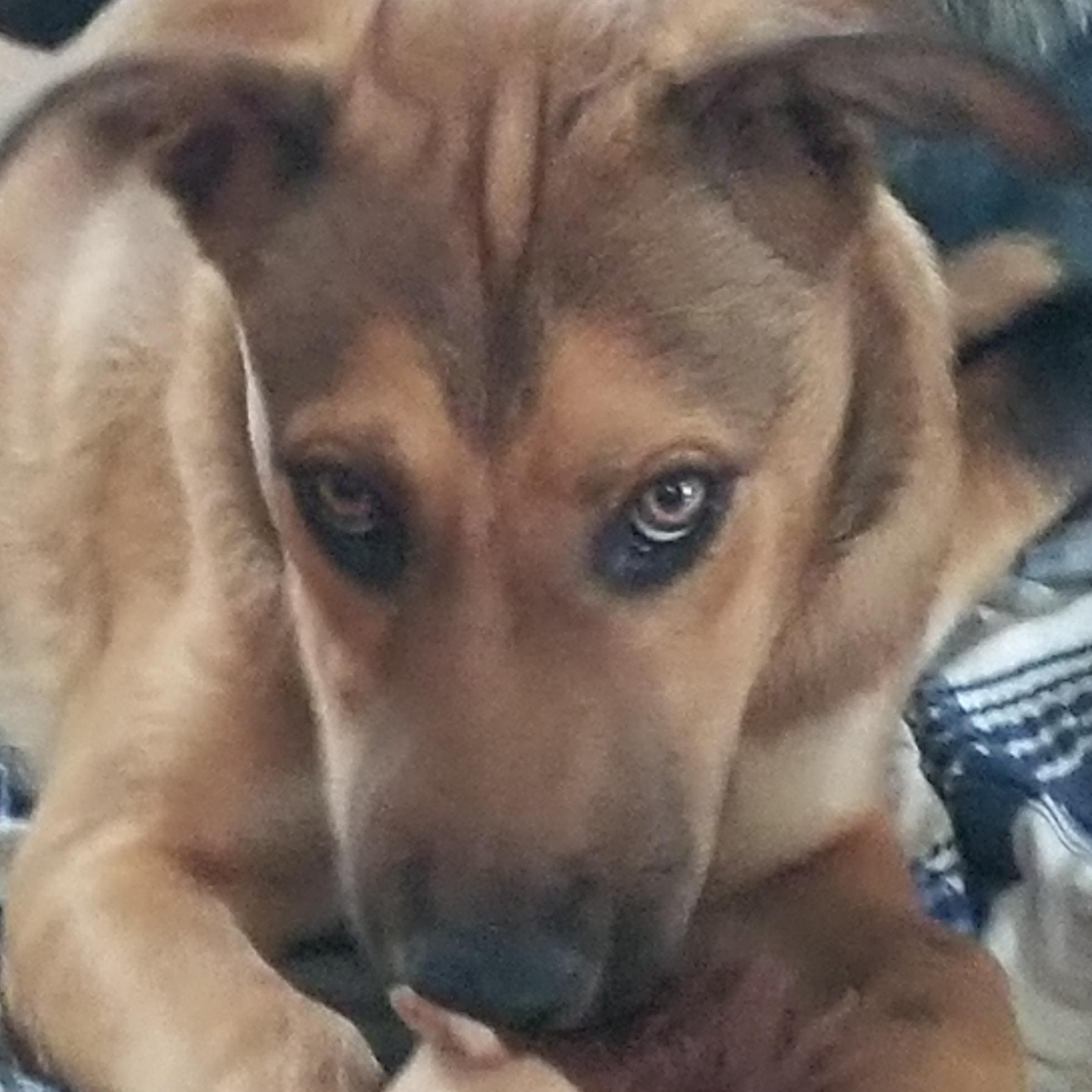 Hanna, Adoptable, Young Female Golden Retriever & Yellow Labrador Retriever.