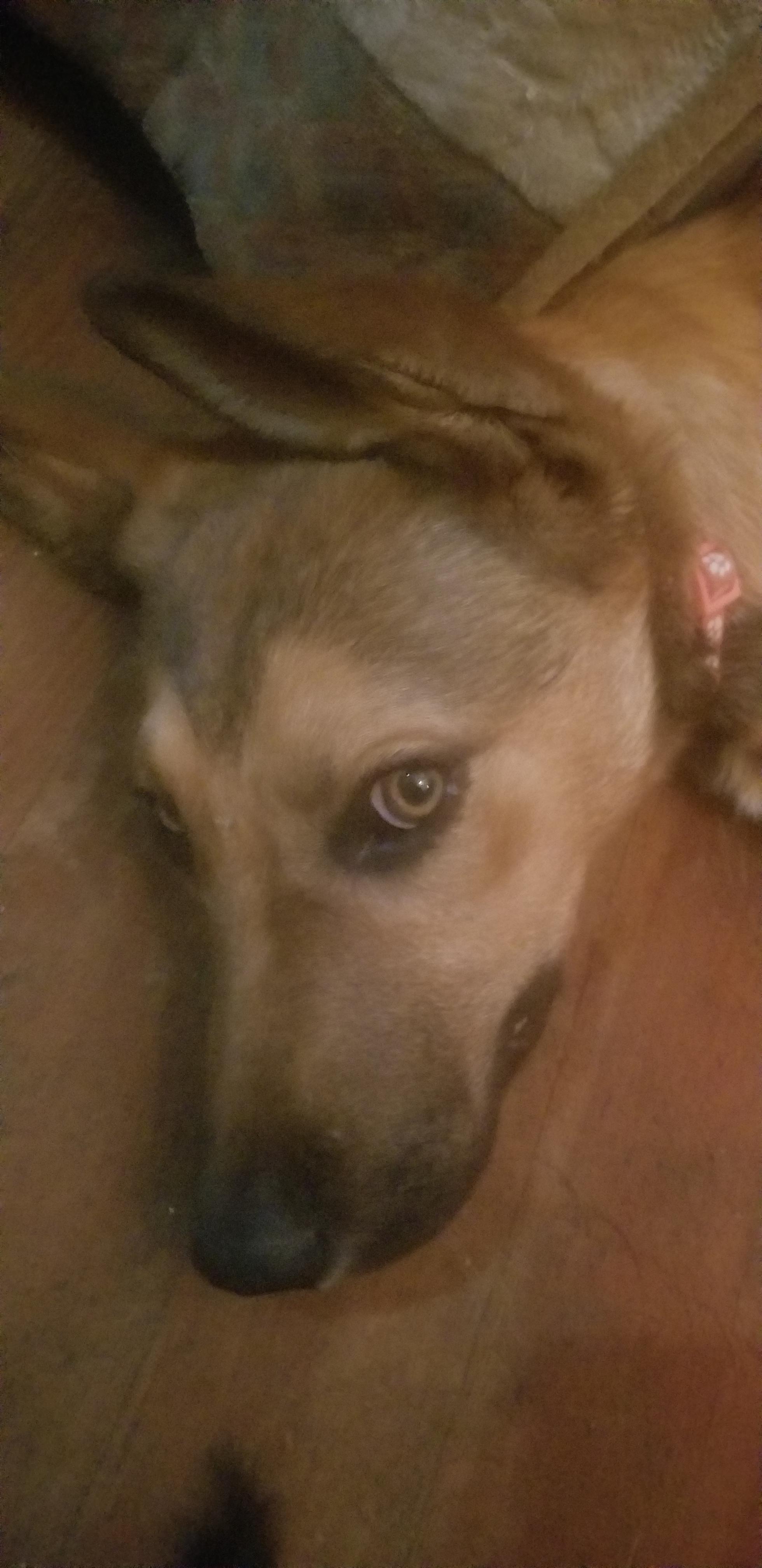 Enlarge Hanna, a Adoptable mixed breed in Marina del Rey, CA image 2/2