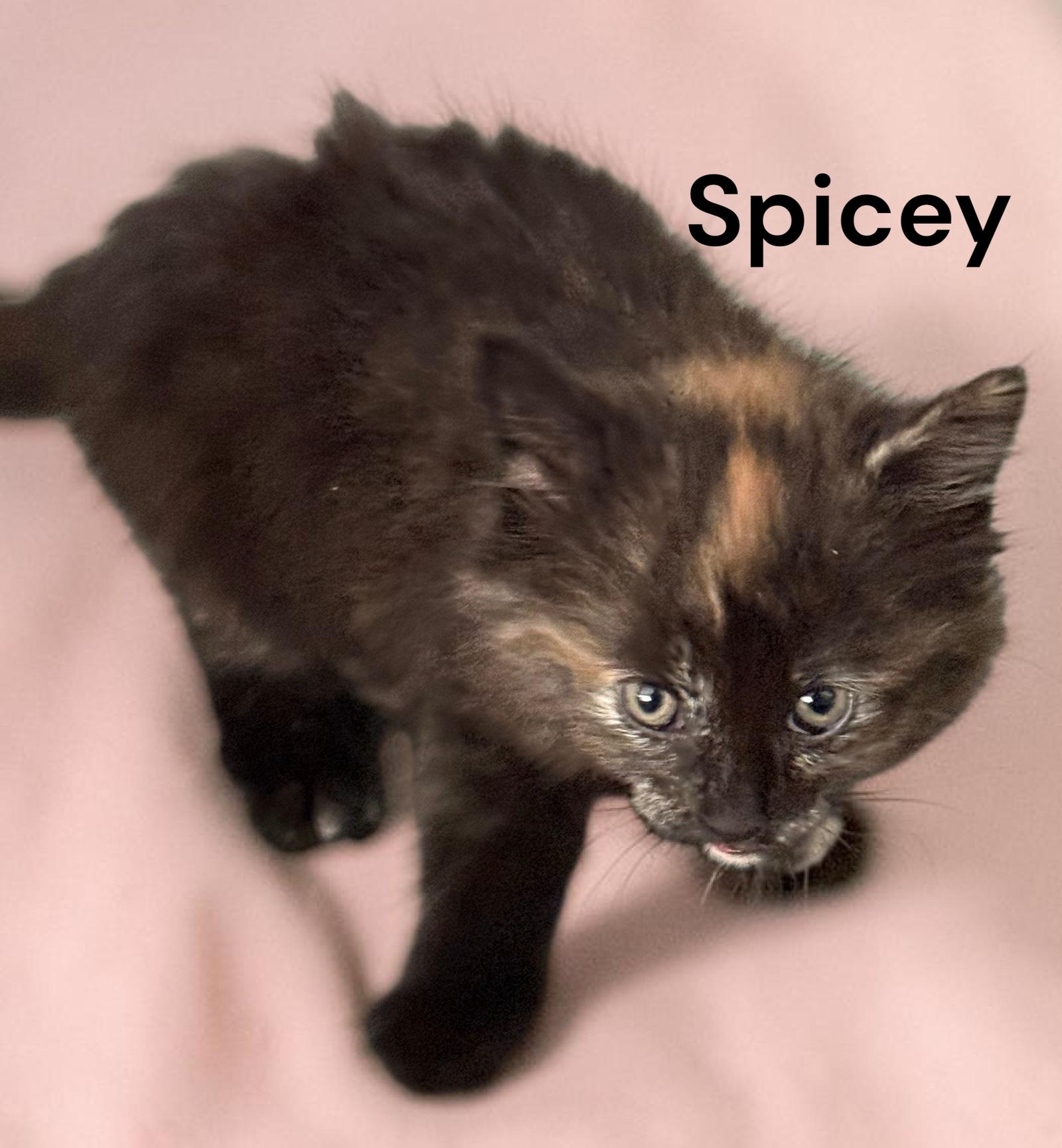 Enlarge Spicey, a Adoptable Tortoiseshell in Chesapeake, VA image 2/2