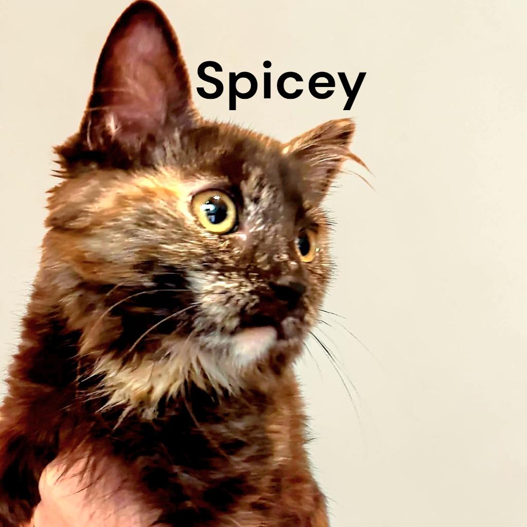 Enlarge Spicey, a Adoptable Tortoiseshell in Chesapeake, VA image 1/2