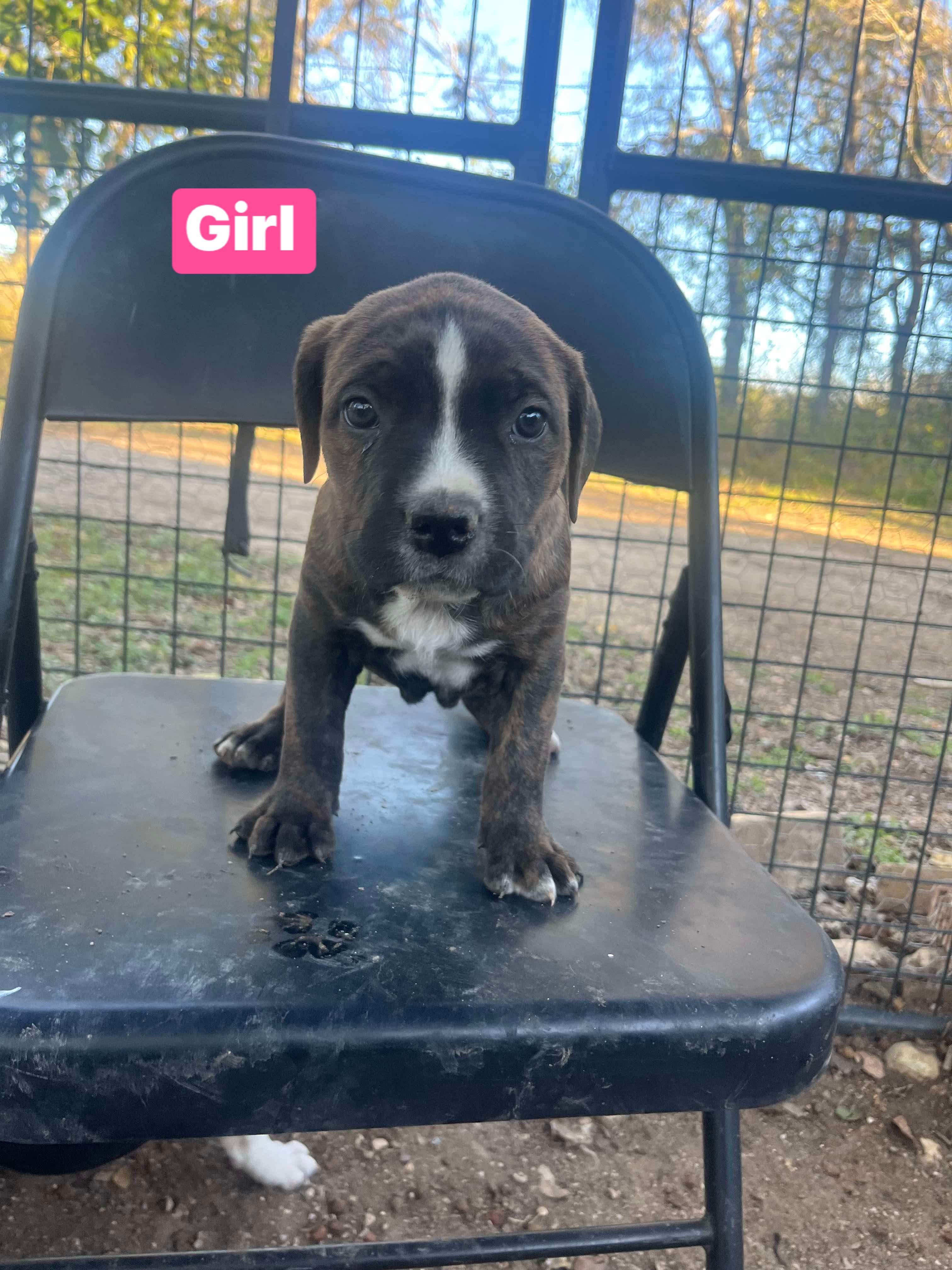 Rebel, Adopted, Adult Female American Staffordshire Terrier.