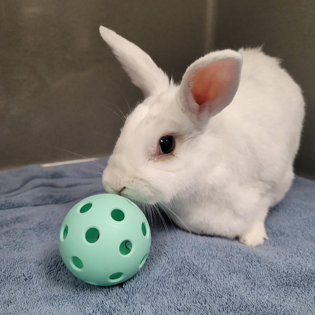 Janis Joplin, ADOPTABLE, Senior Female Florida White.
