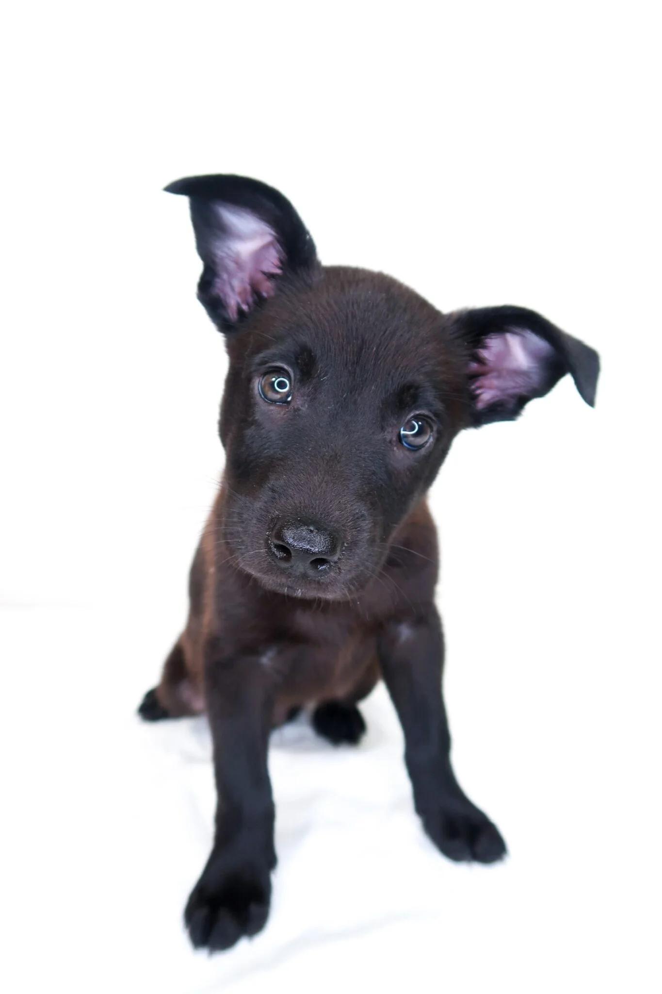 Candor, adopted, Puppy Male Australian Cattle Dog / Blue Heeler.
