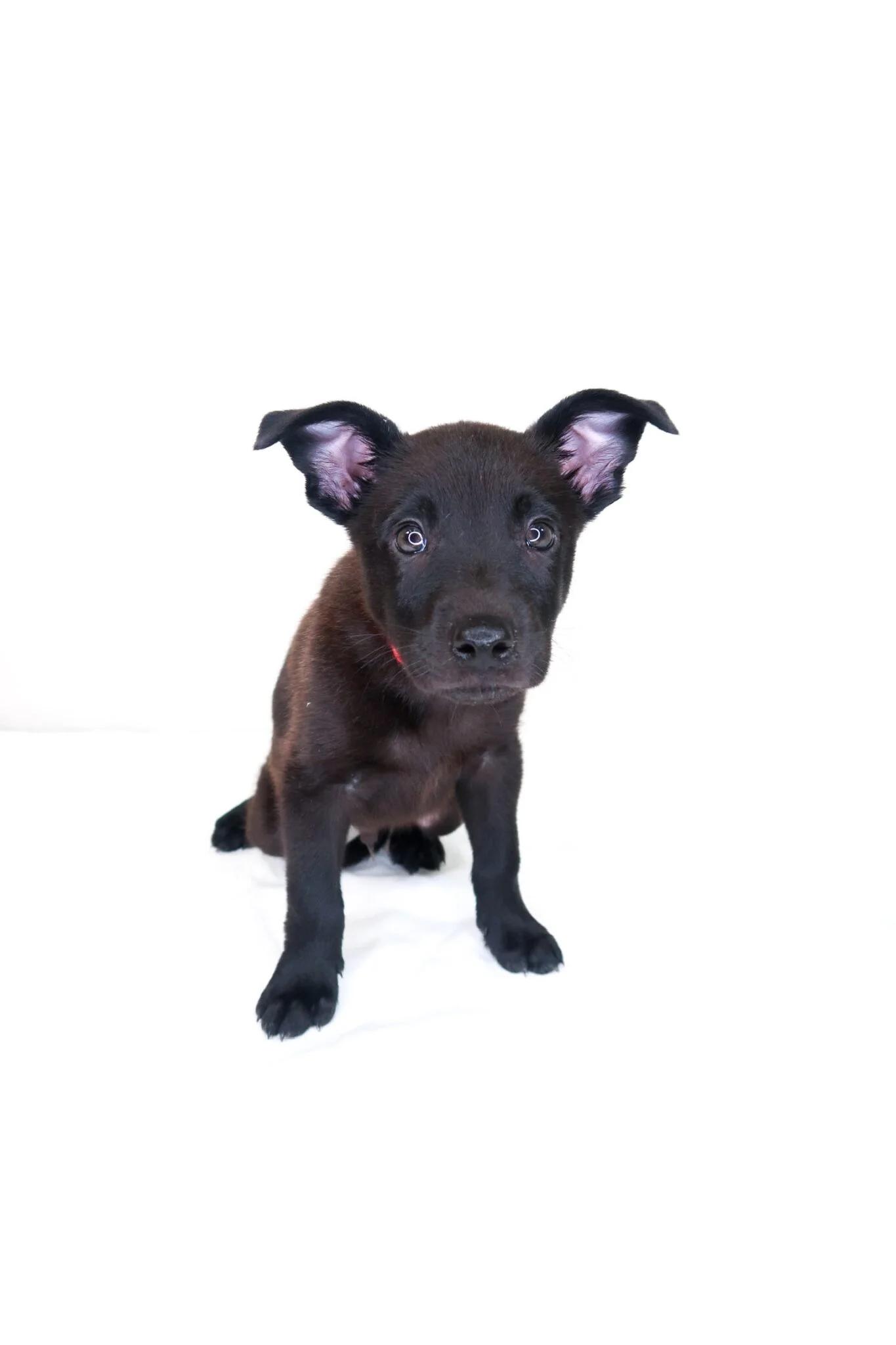 Candor, an adopted mixed breed in Bixby, OK image 4/5