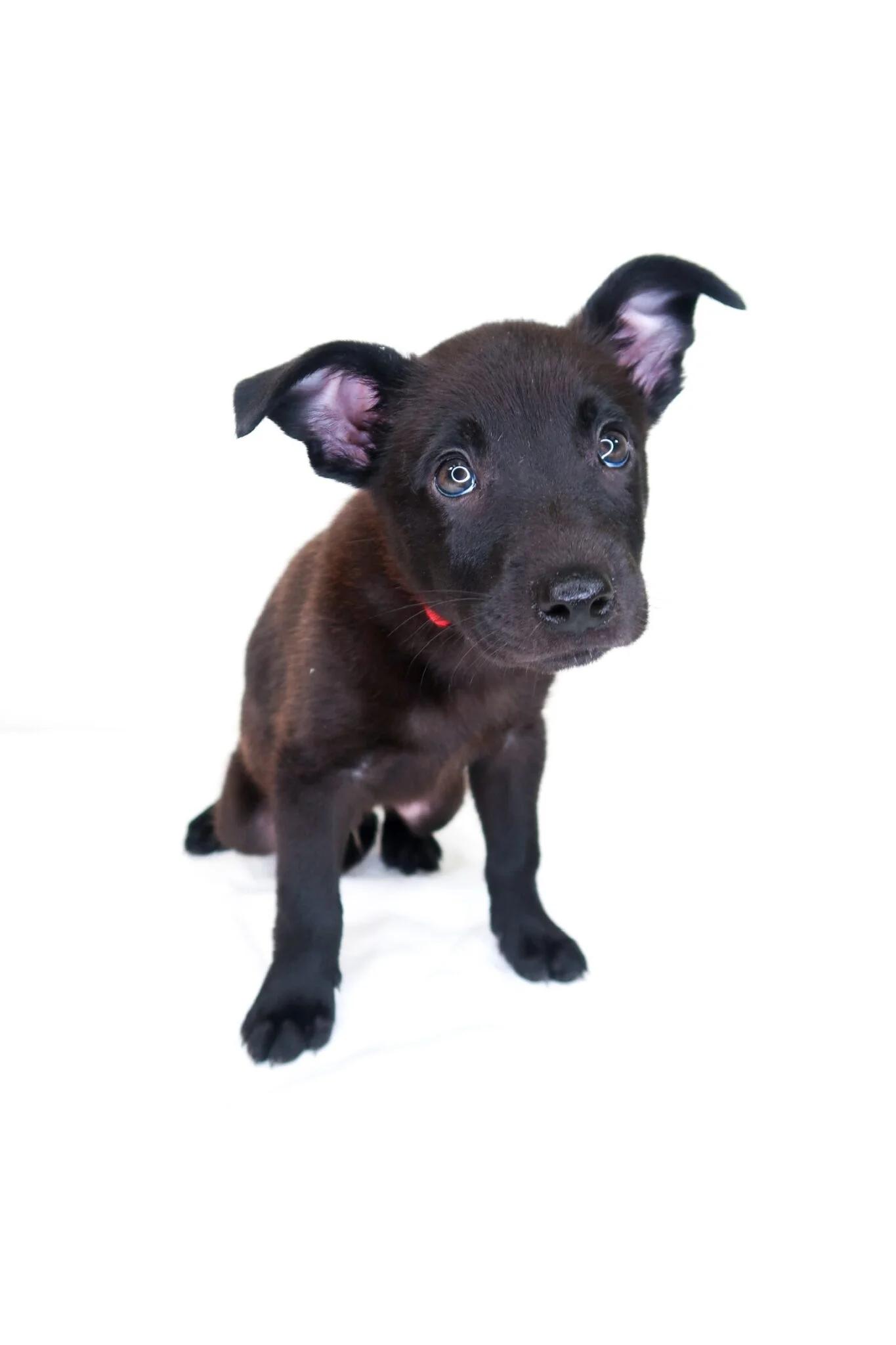 Candor, an adopted mixed breed in Bixby, OK image 2/5