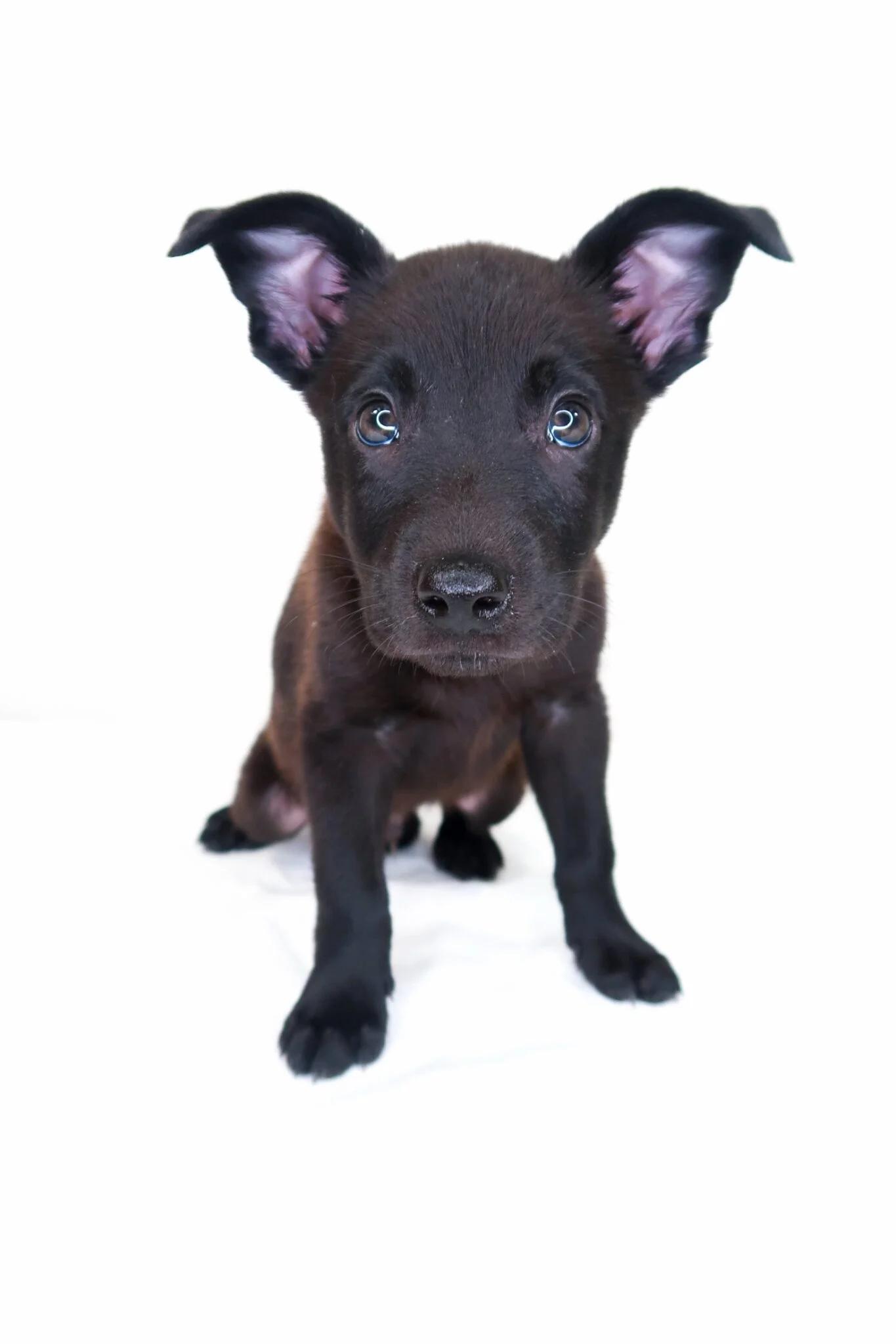 Candor, an adopted mixed breed in Bixby, OK image 3/5