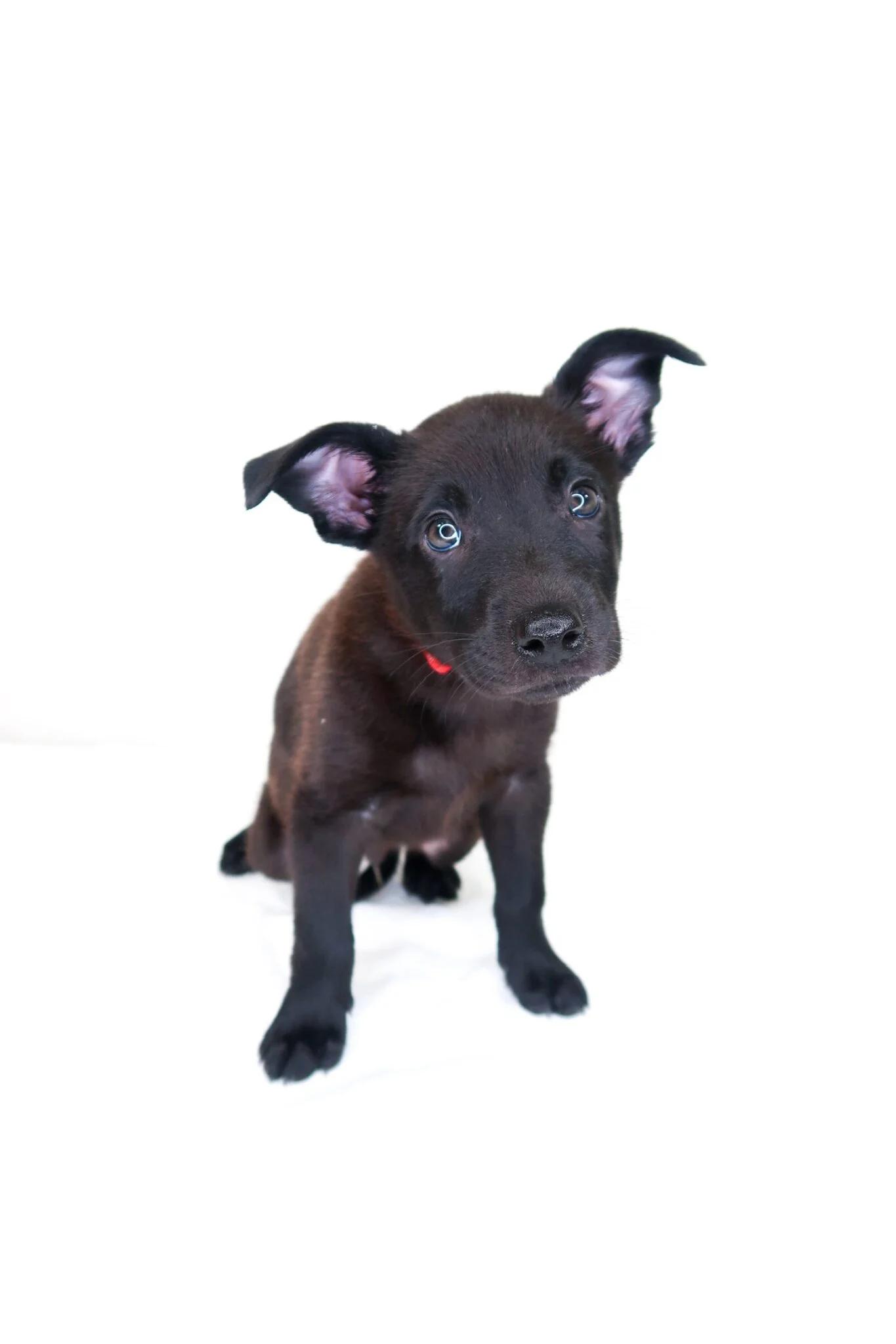 Candor, an adopted mixed breed in Bixby, OK image 5/5