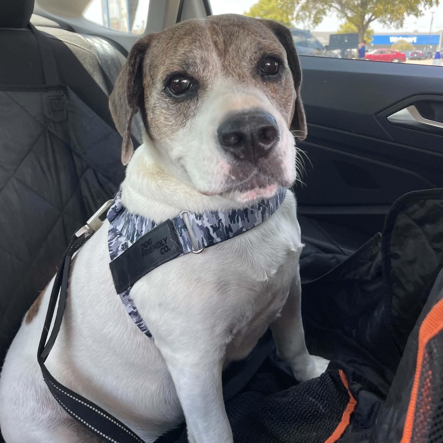 Enlarge Hercules , a Adoptable Beagle in Justin, TX image 4/4