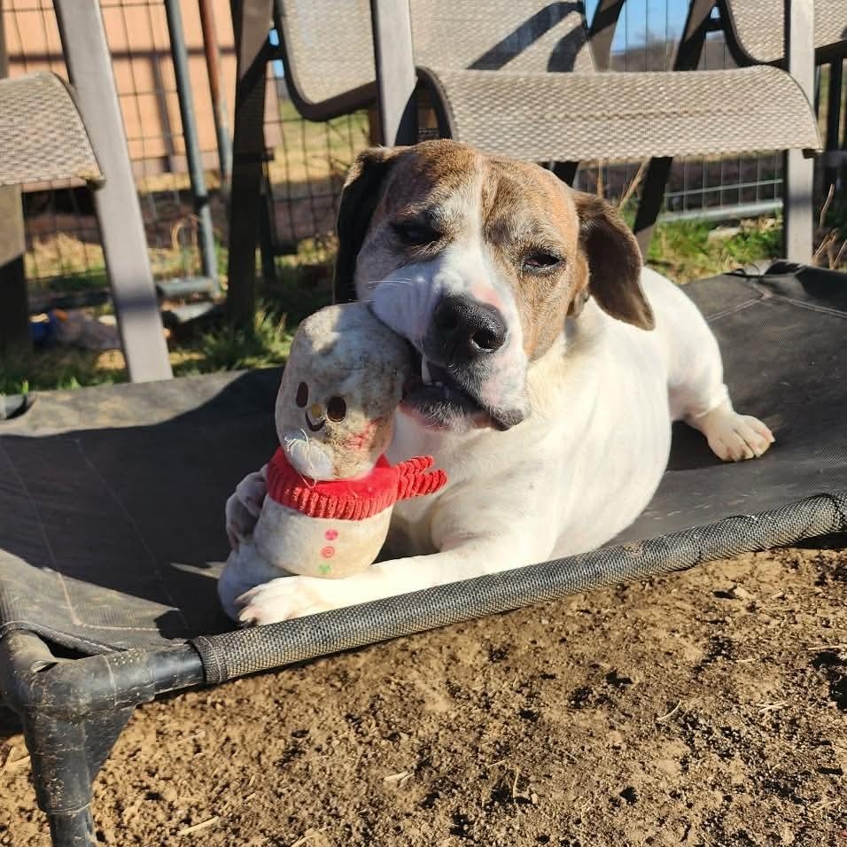 Enlarge Hercules , a Adoptable Beagle in Justin, TX image 2/4