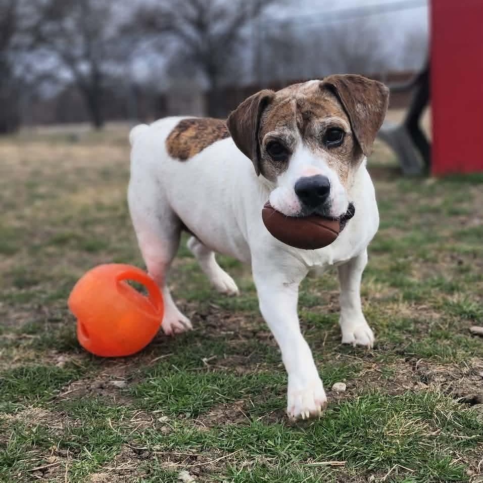 Enlarge Hercules , a Adoptable Beagle in Justin, TX image 3/4