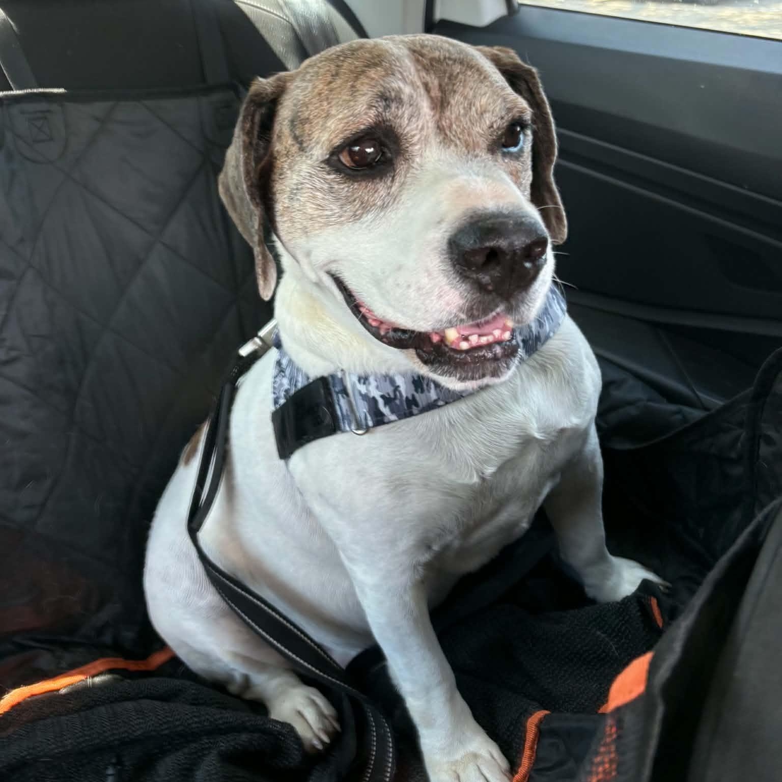Hercules , Adoptable, Senior Male Beagle.