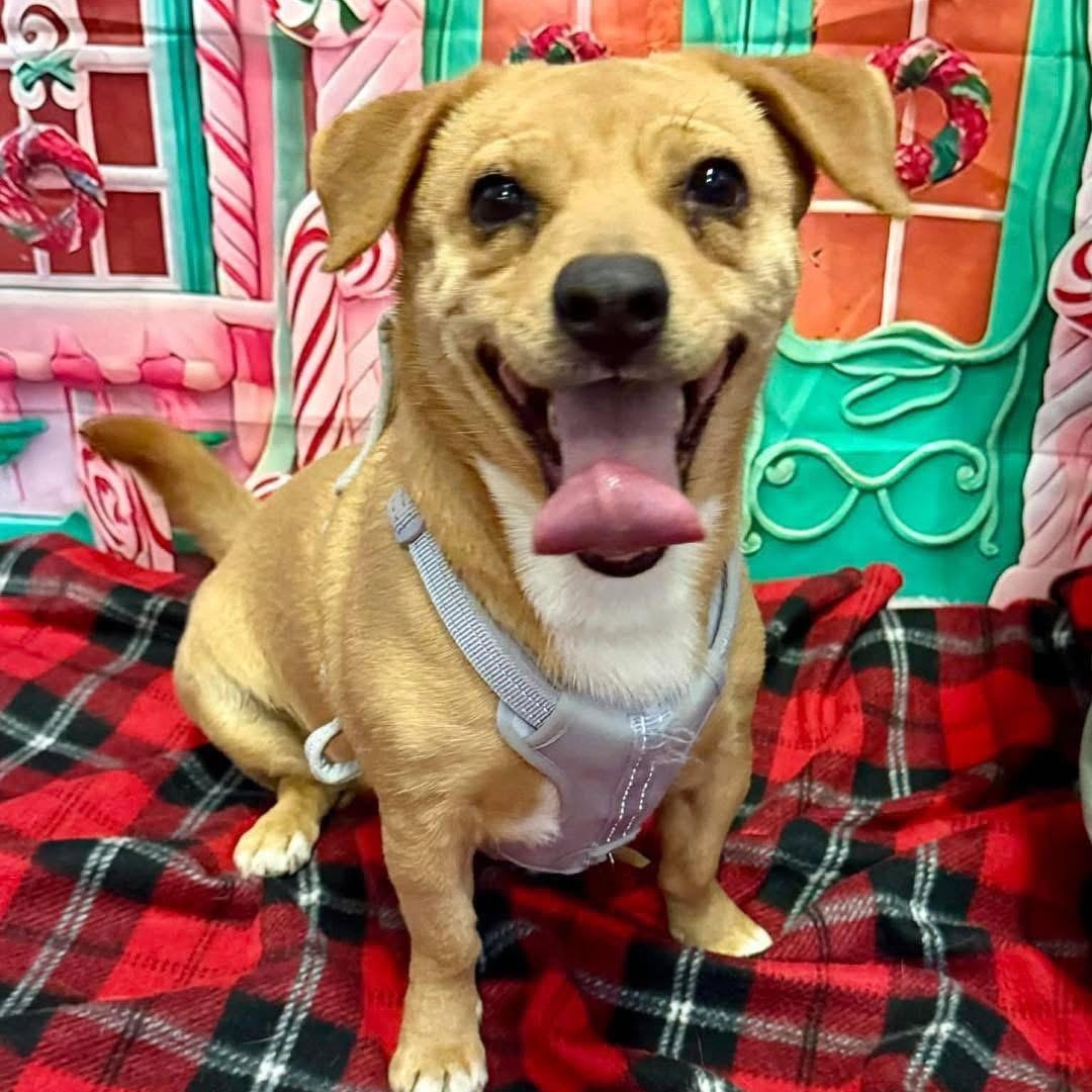 Enlarge Mocha, a ADOPTABLE mixed breed in Lubbock, TX image 1/1