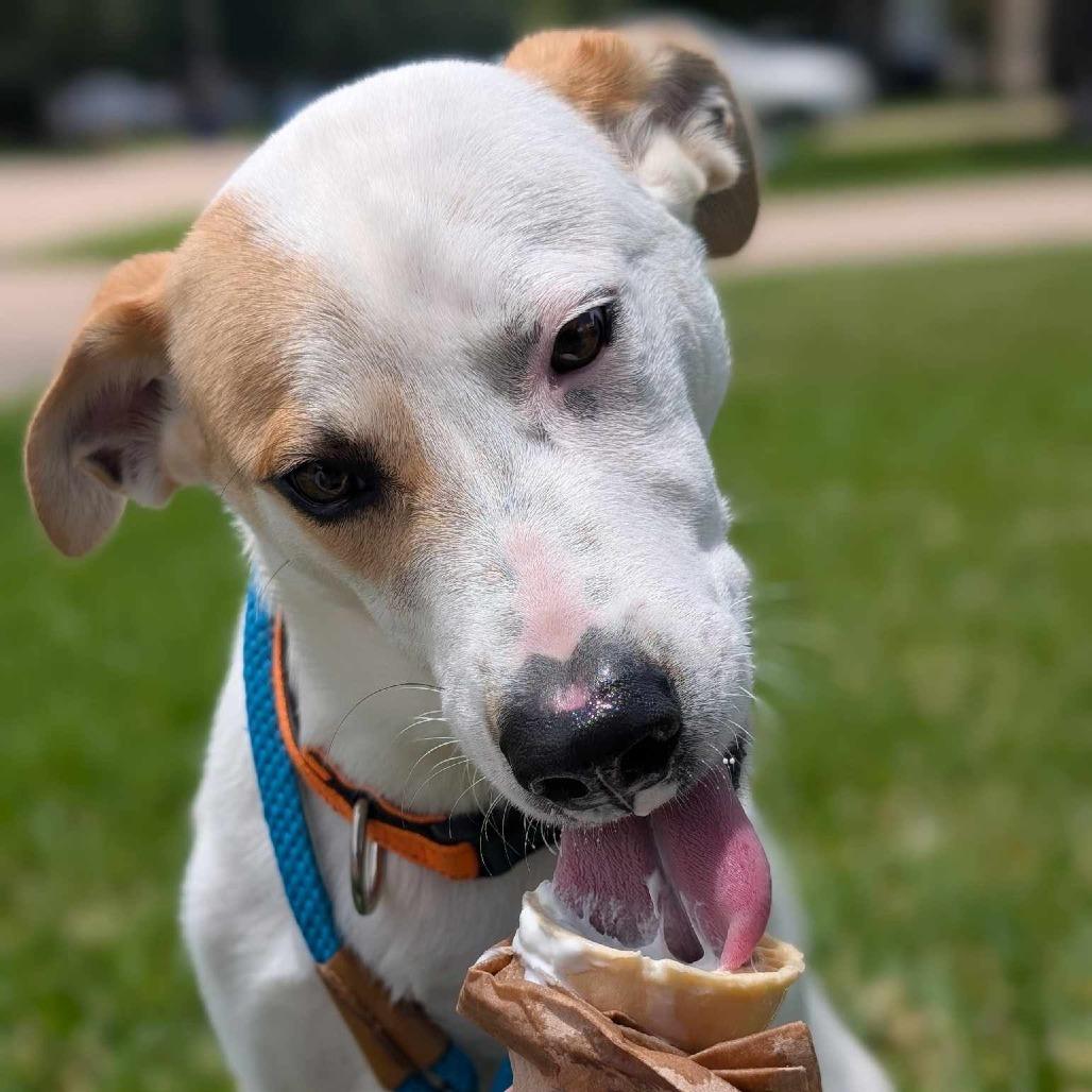Hugo, Adoptable, Young Male Mixed Breed.