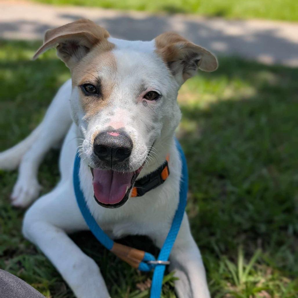 Enlarge Hugo, a Adoptable Mixed Breed in Dickinson, TX image 2/6