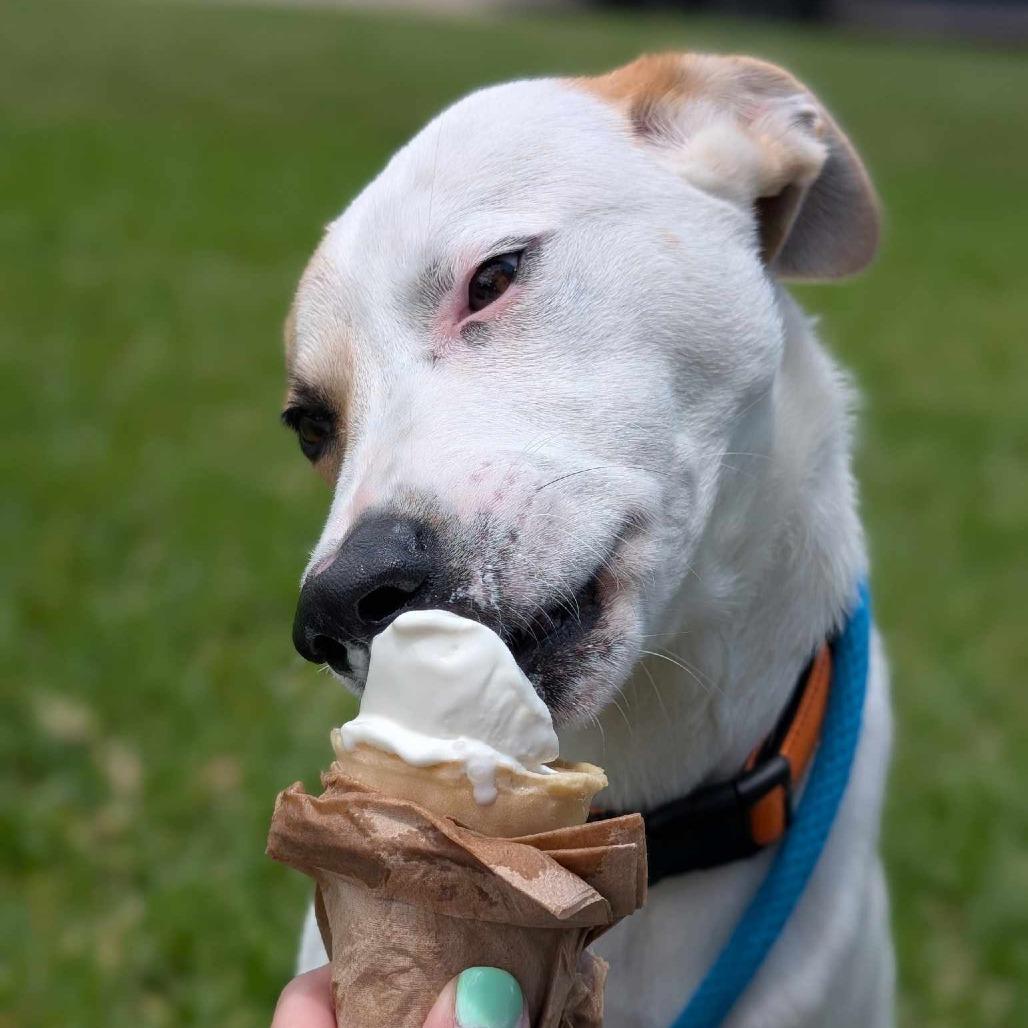 Enlarge Hugo, a Adoptable Mixed Breed in Dickinson, TX image 3/6