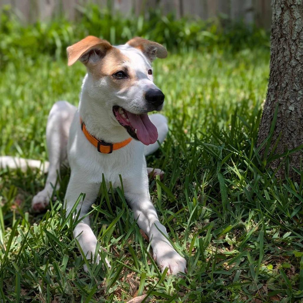 Enlarge Hugo, a Adoptable Mixed Breed in Dickinson, TX image 4/6