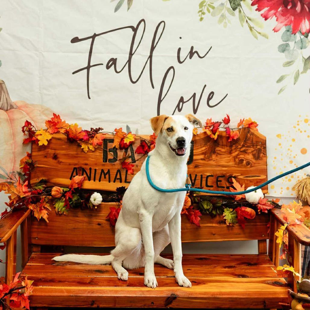 Enlarge Hugo, a Adoptable Mixed Breed in Dickinson, TX image 5/6