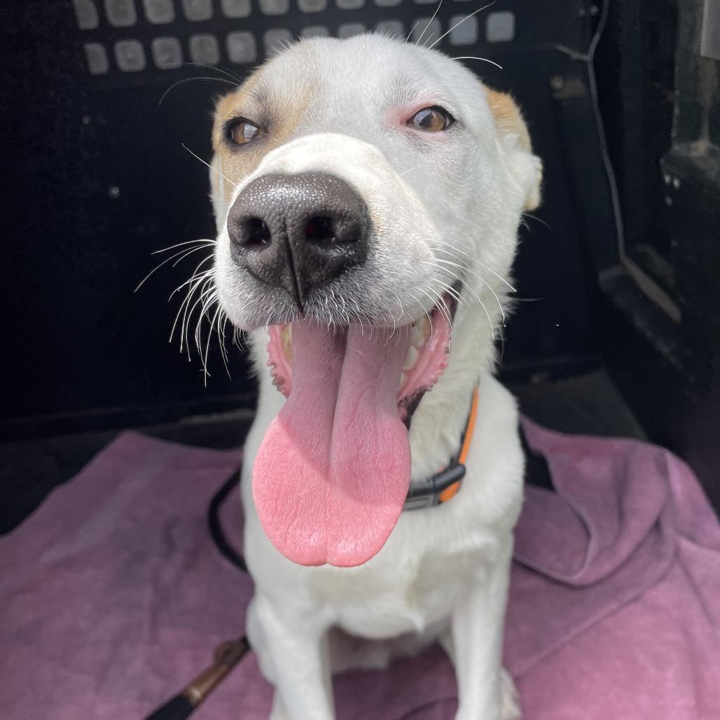 Enlarge Hugo, a Adoptable Mixed Breed in Dickinson, TX image 6/6