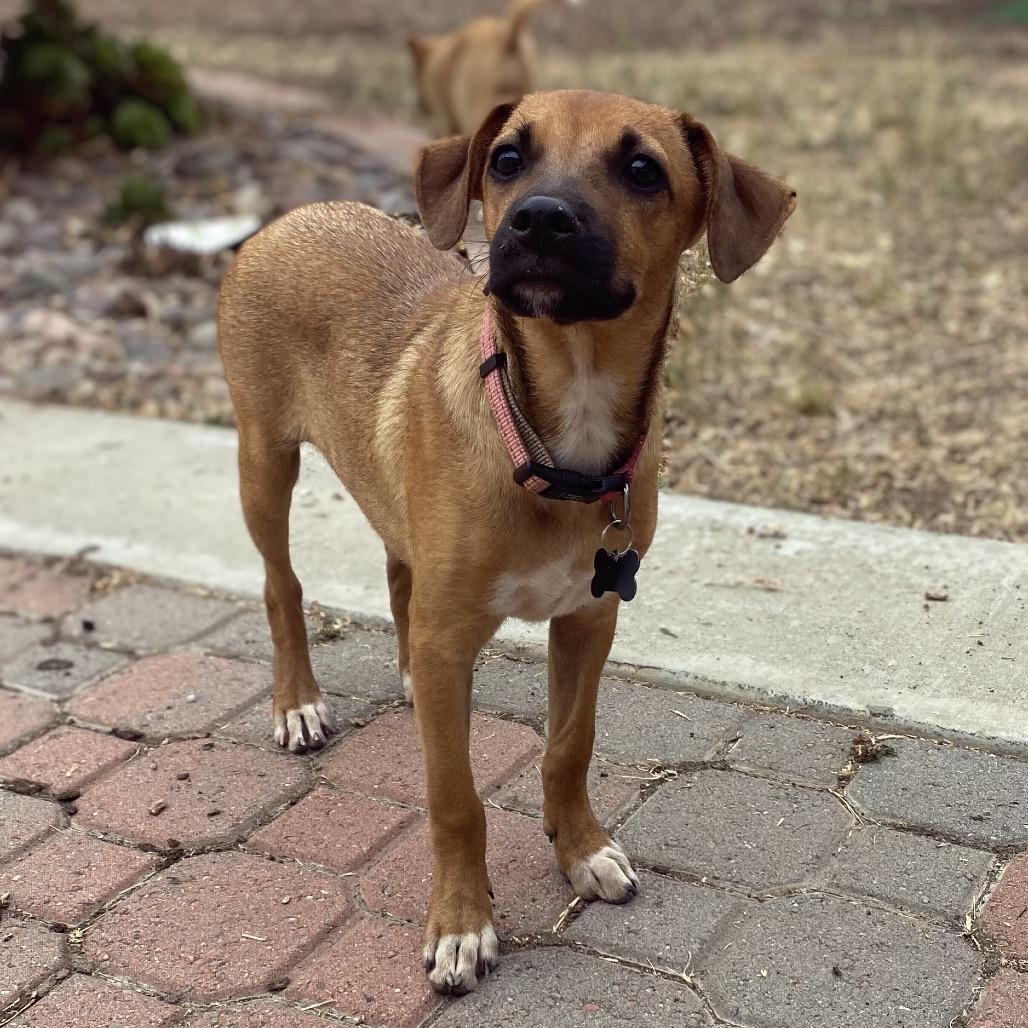 Lola, Adoptable, Young Female Rhodesian Ridgeback & Terrier.