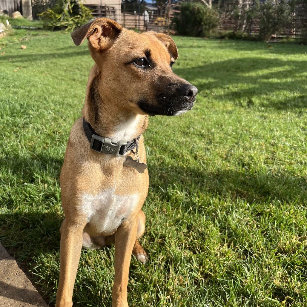Lola, a Adoptable mixed breed in Escondido, CA image 2/5