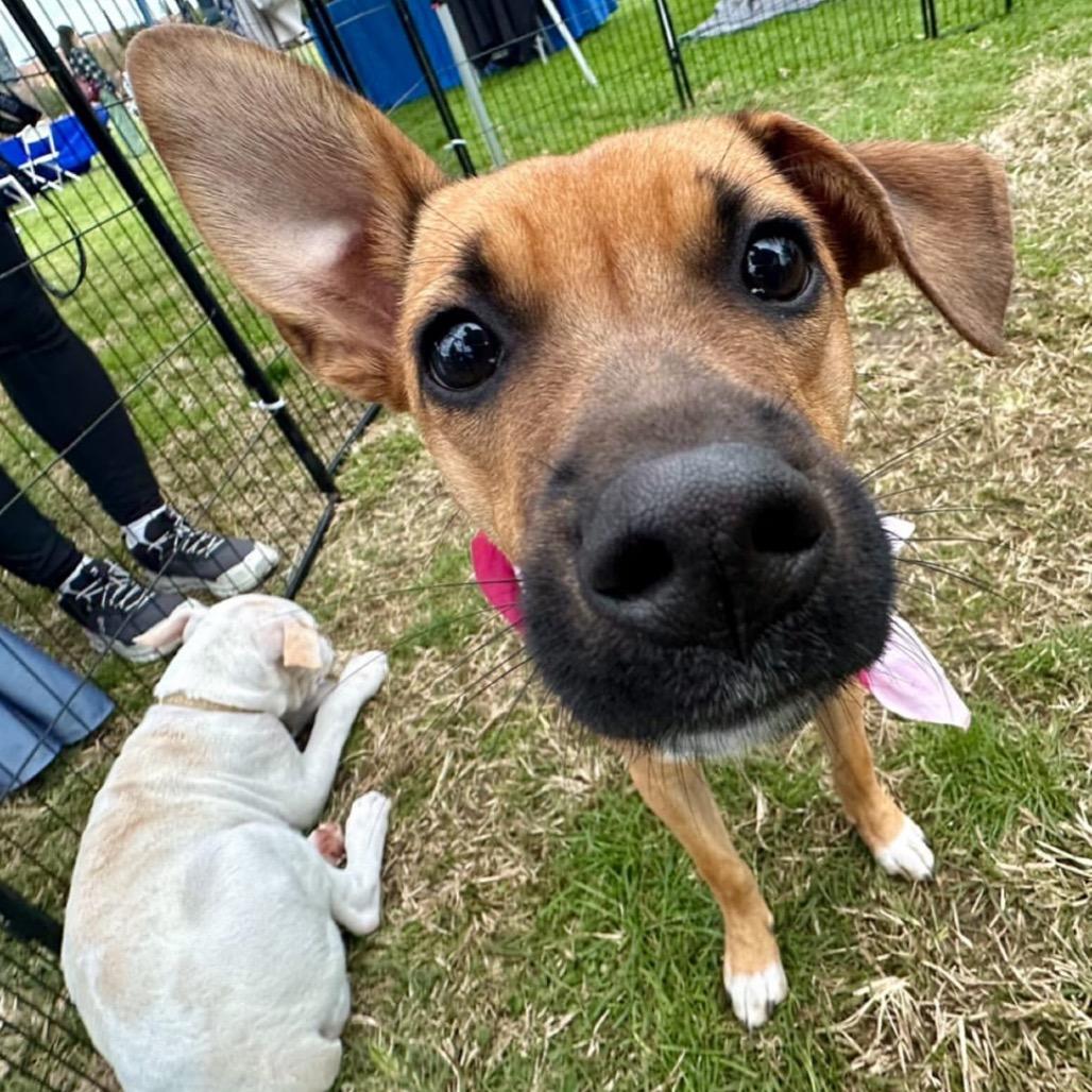 Lola, a Adoptable mixed breed in Escondido, CA image 3/5