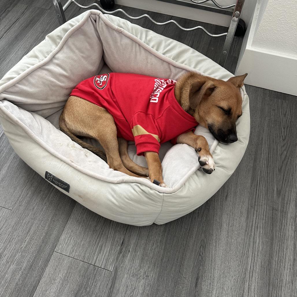 Lola, a Adoptable mixed breed in Escondido, CA image 5/5
