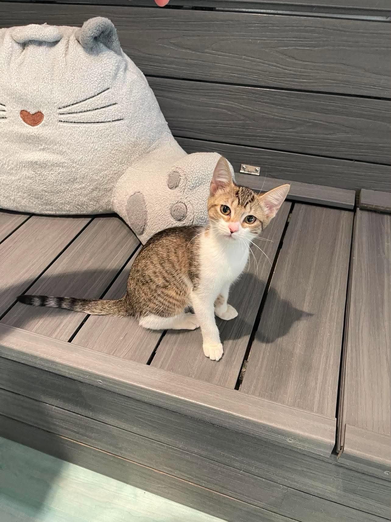 Gilly, Adoptable, Kitten Female Domestic Short Hair.