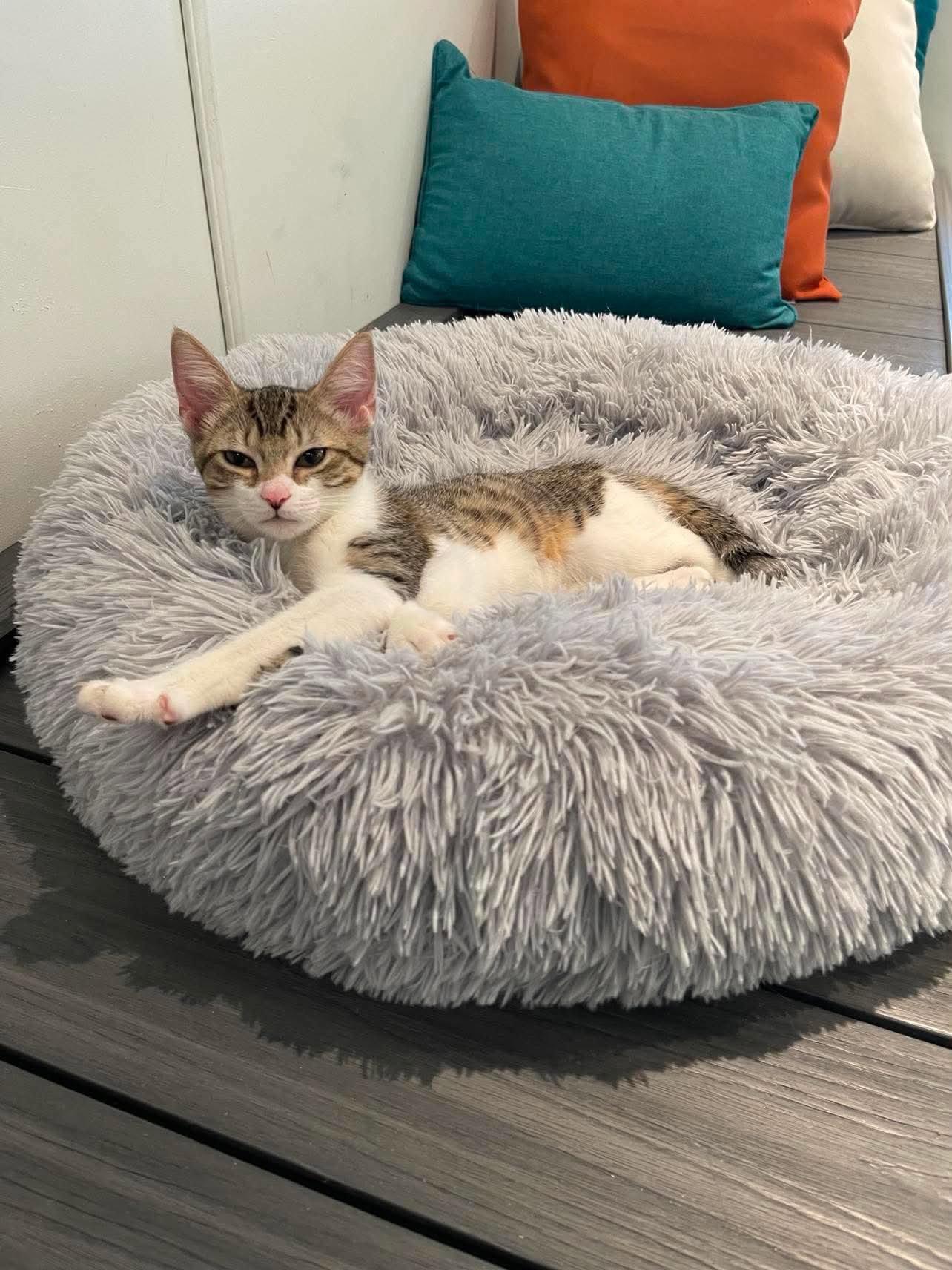 Enlarge Gilly, a Adoptable Domestic Short Hair in Oakboro , NC image 2/2