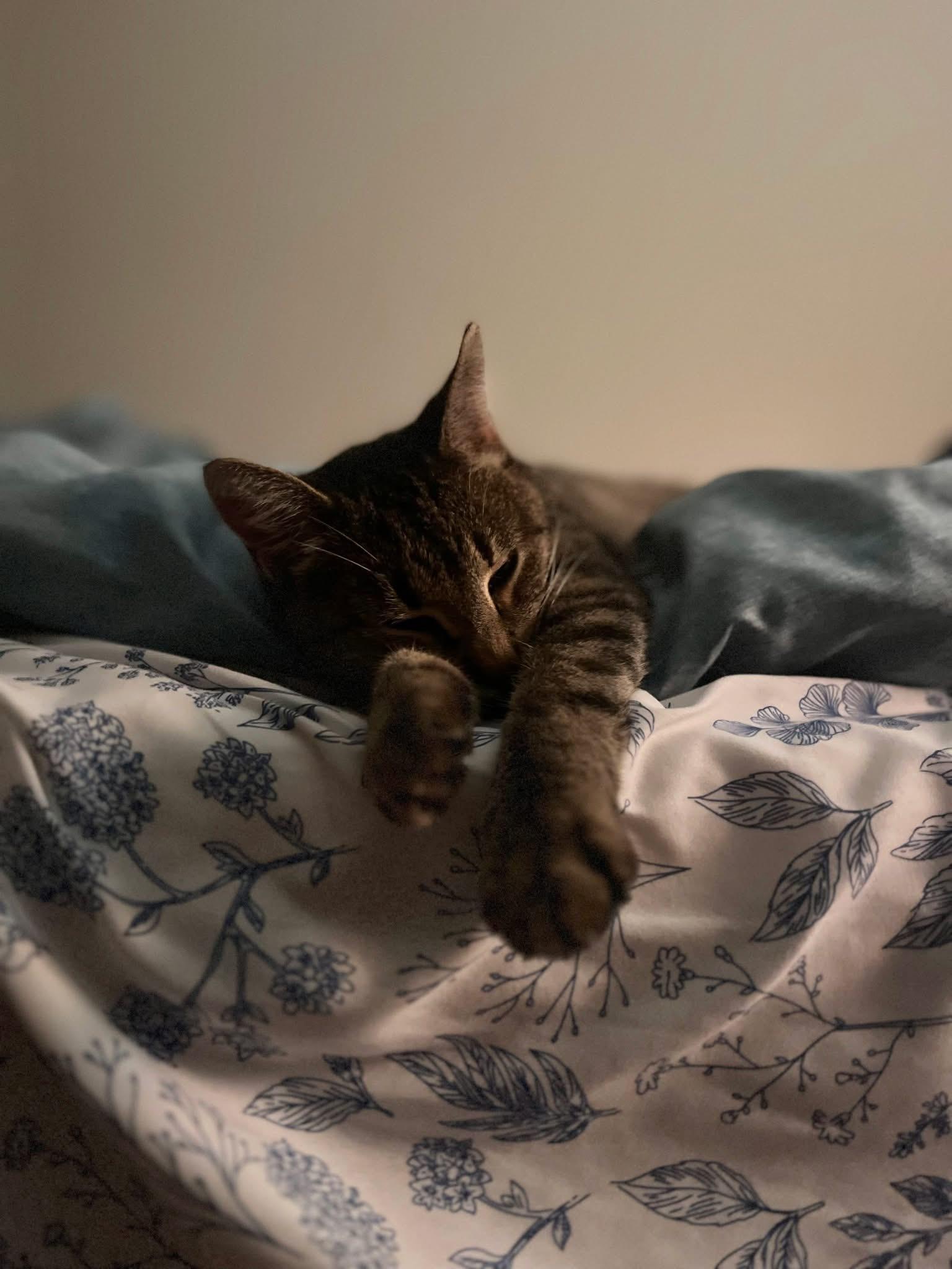 Nya, Adoptable, Young Female Domestic Short Hair.