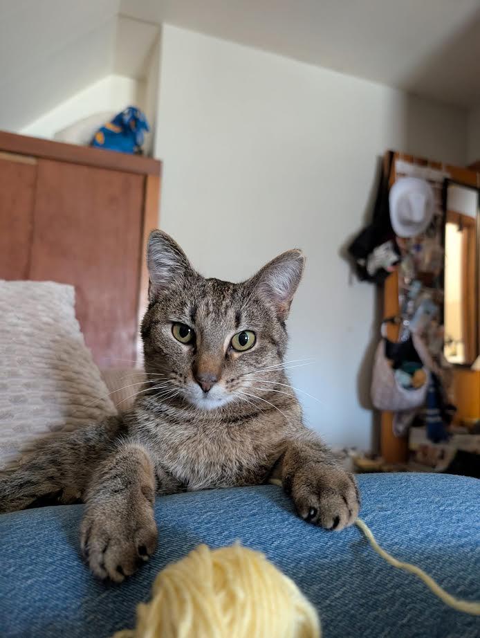 Nya, Adoptable, Young Female Domestic Short Hair.