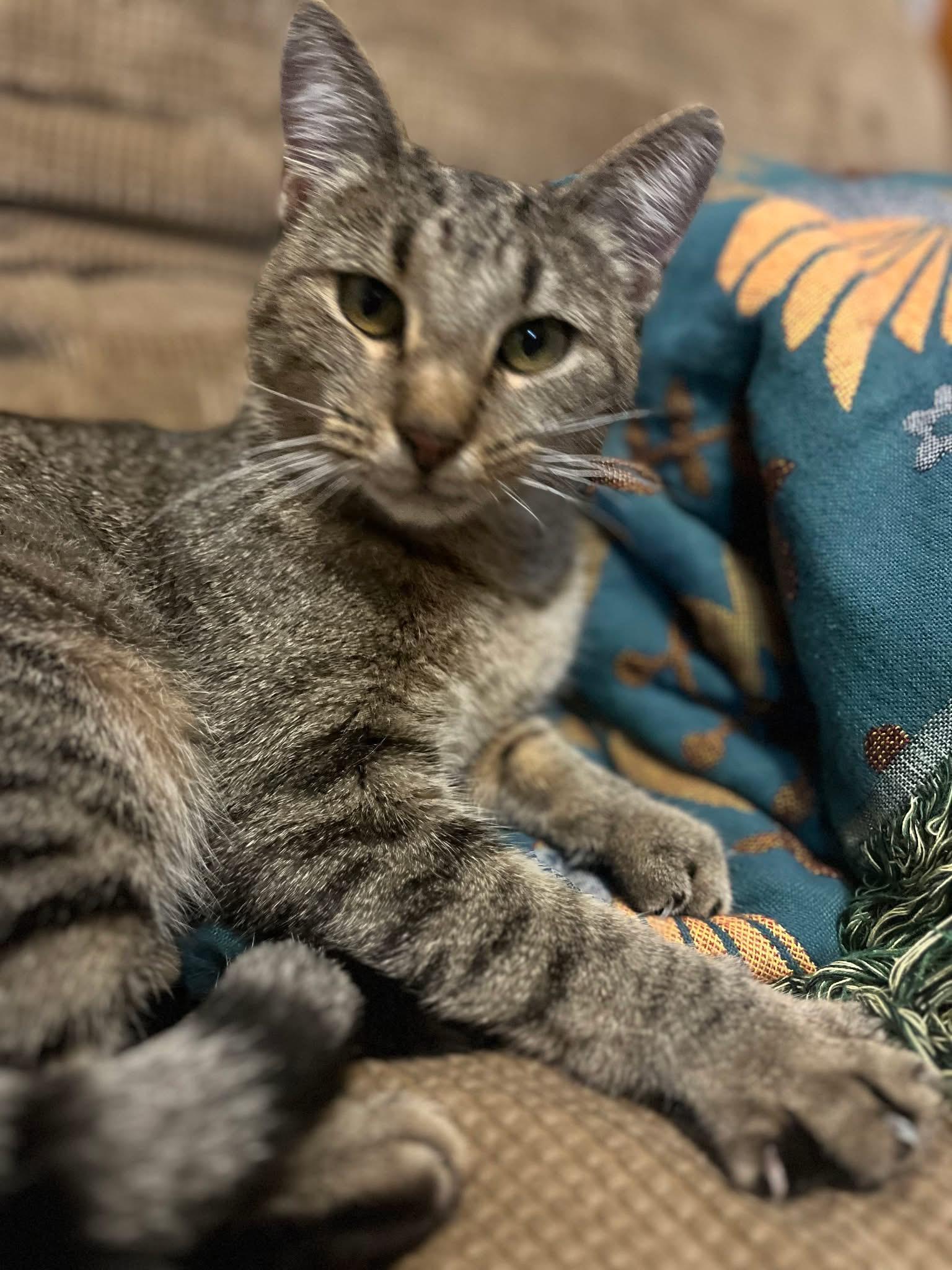 Nya, a Adoptable Domestic Short Hair in Manhattan, KS image 2/4