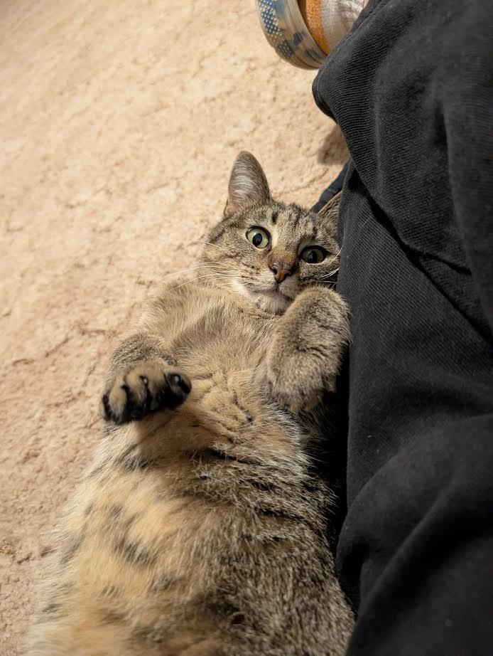 Enlarge Nya, a Adoptable Domestic Short Hair in Manhattan, KS image 2/6