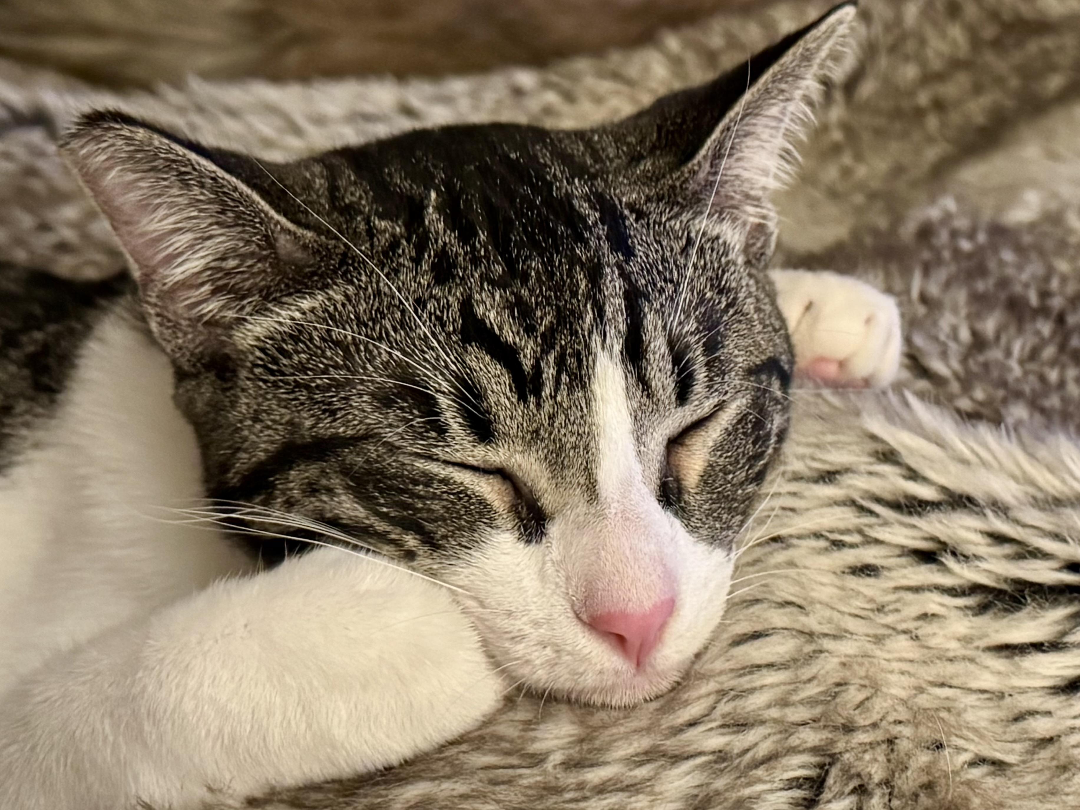 Enlarge Diesel (soft purr / gentle / mellow), a Adoptable mixed breed in San Jose, CA image 1/2