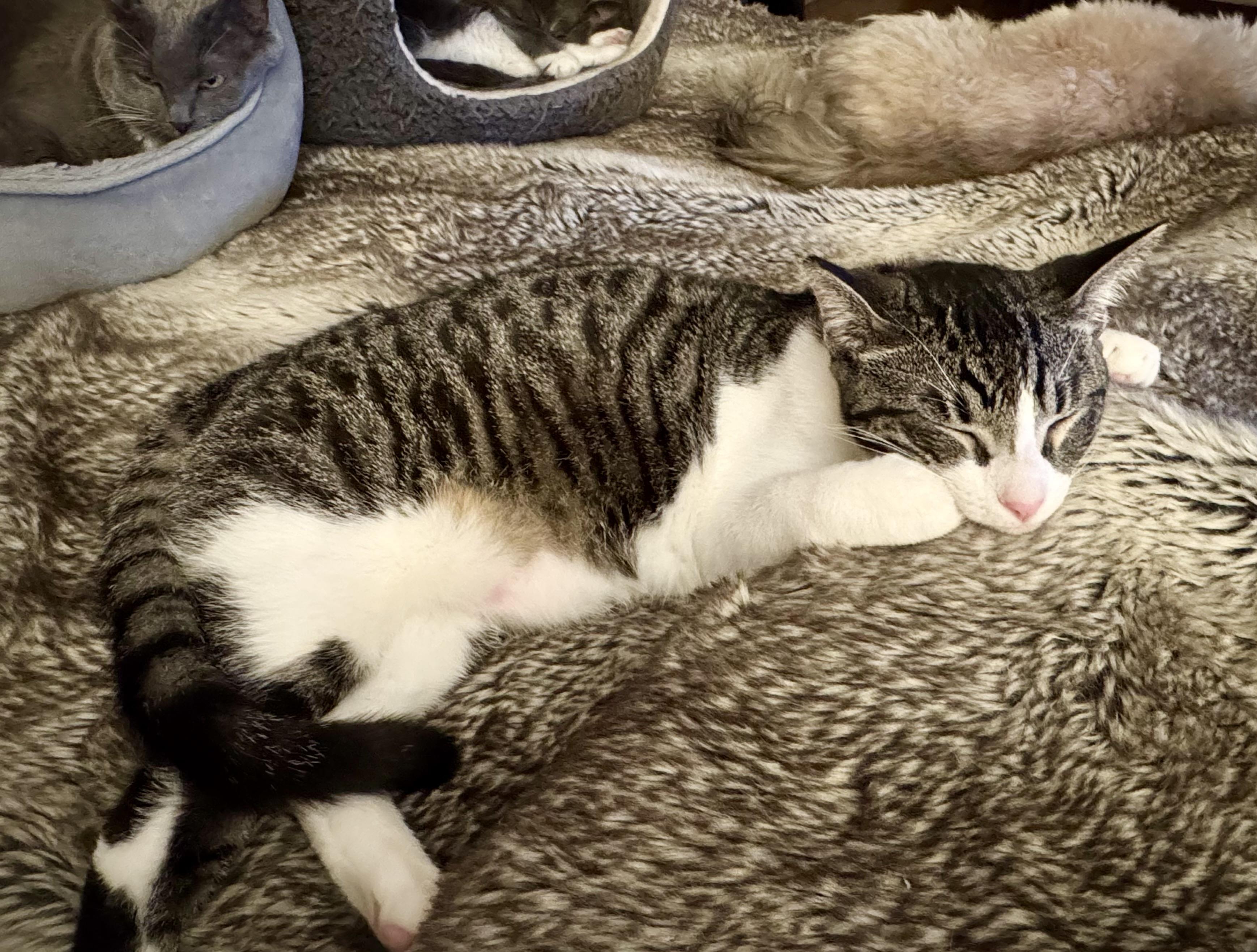 Diesel (soft purr / gentle / mellow)