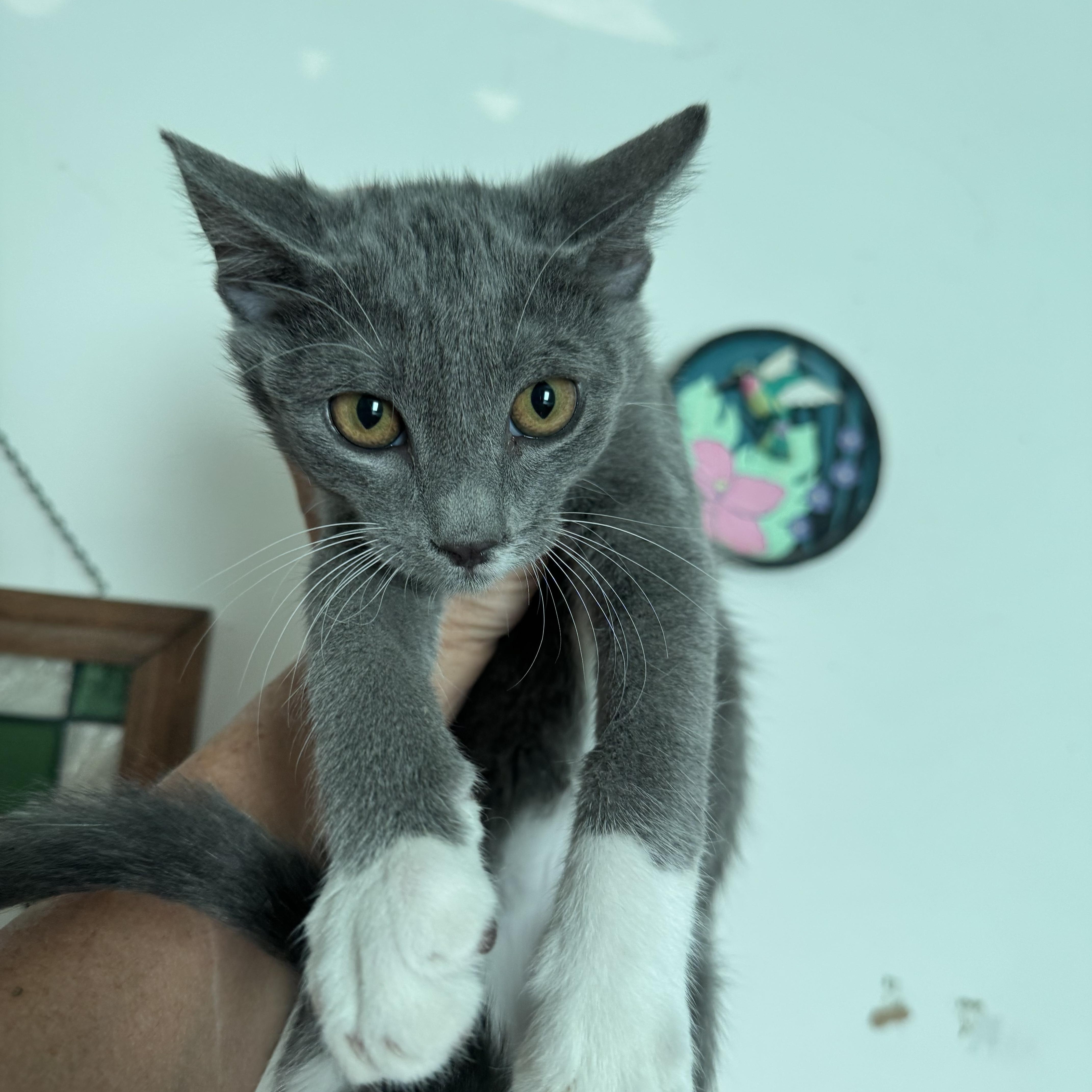 Biscuit, adopted, Young Male Domestic Short Hair.