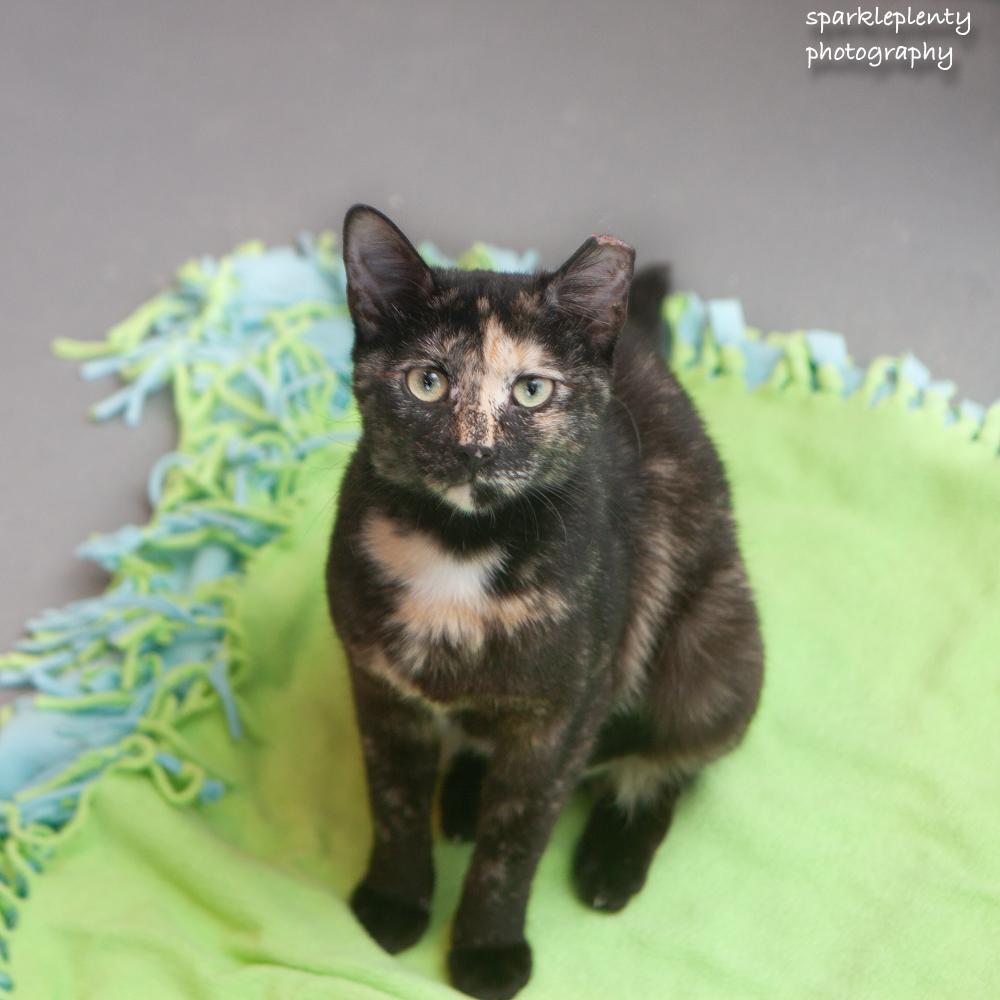 Evie, Adoptable, Young Female Domestic Short Hair.