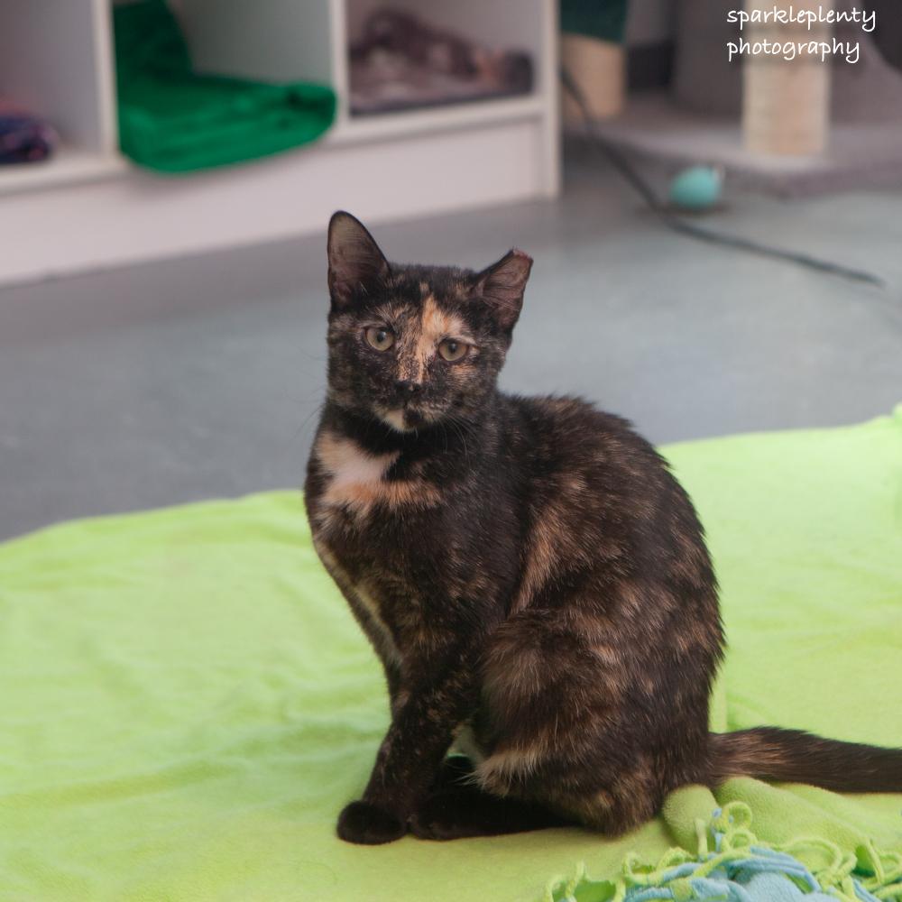 Enlarge Evie, a Adoptable Domestic Short Hair in Ridgefield, CT image 6/6