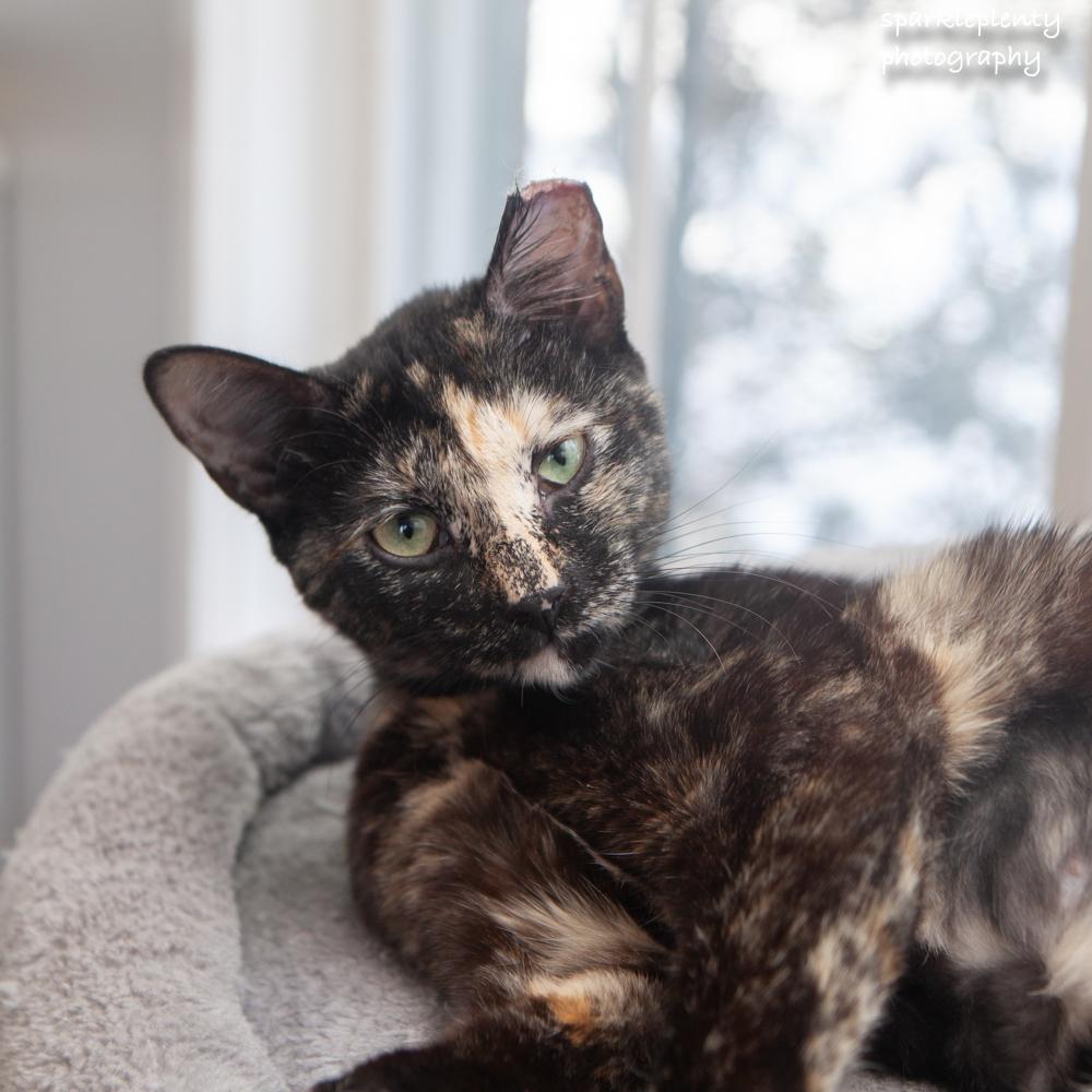 Enlarge Evie, a Adoptable Domestic Short Hair in Ridgefield, CT image 4/6