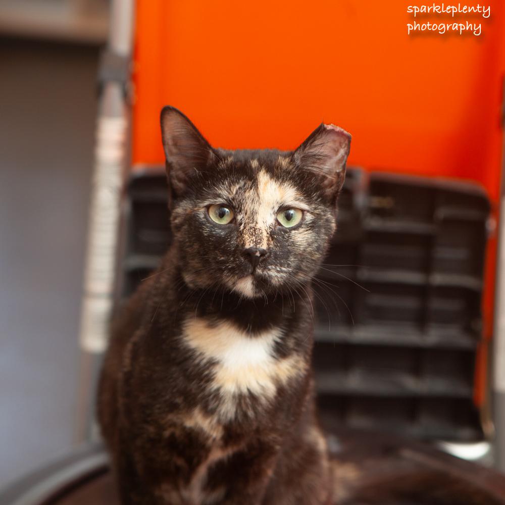Enlarge Evie, a Adoptable Domestic Short Hair in Ridgefield, CT image 5/6