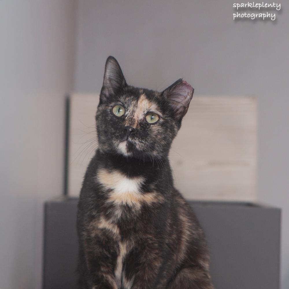 Enlarge Evie, a Adoptable Domestic Short Hair in Ridgefield, CT image 3/6