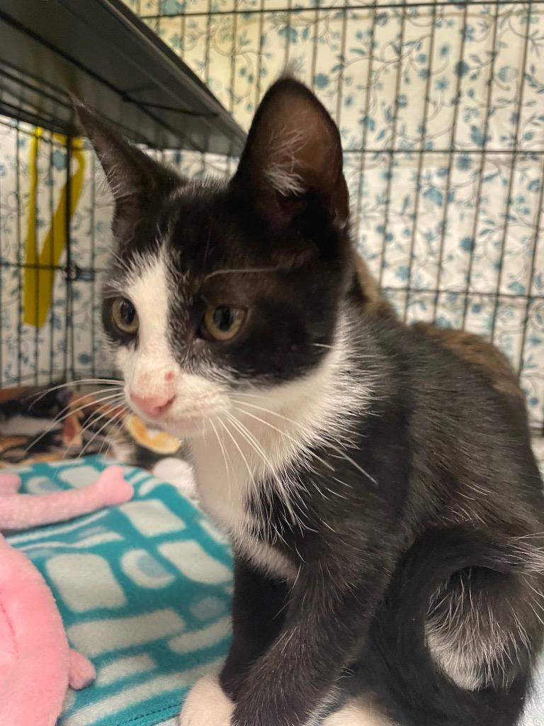 Gia, Adopted, Kitten Female Domestic Short Hair.