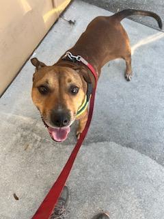 Emily, a Adopted mixed breed in palm bay, FL image 2/4